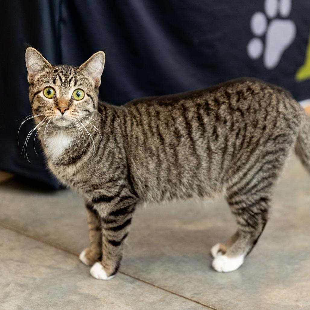 Enlarge J.C. (bonded w/Elizabeth), a Adoptable mixed breed in Chicago, IL image 2/3