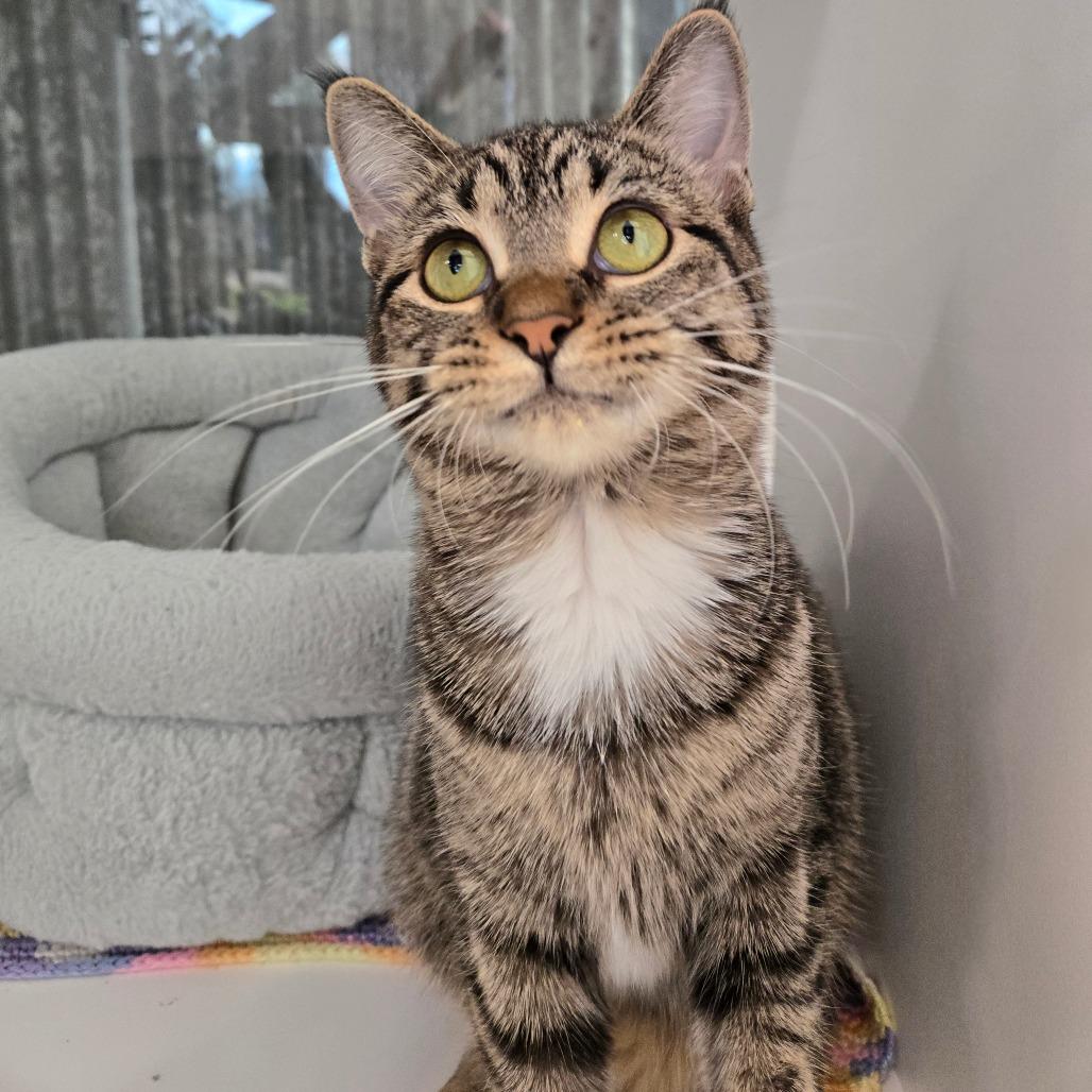 Enlarge J.C. (bonded w/Elizabeth), a Adoptable mixed breed in Chicago, IL image 3/3