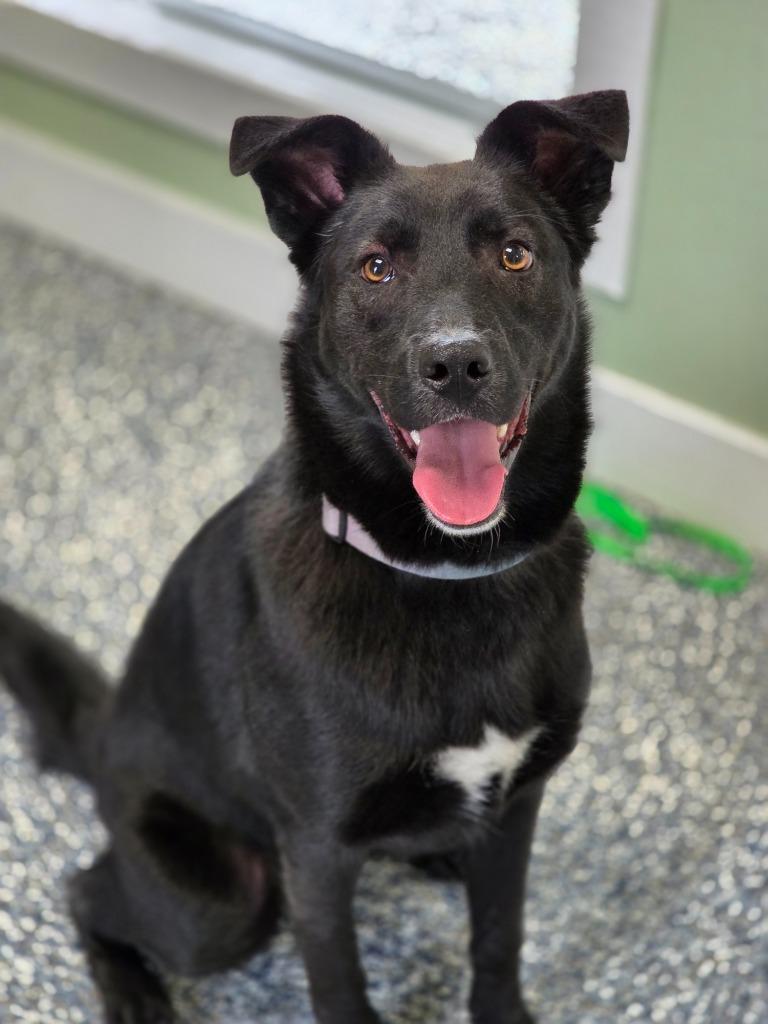 Thunder, a Adoptable mixed breed in Carthage, MO image 1/6