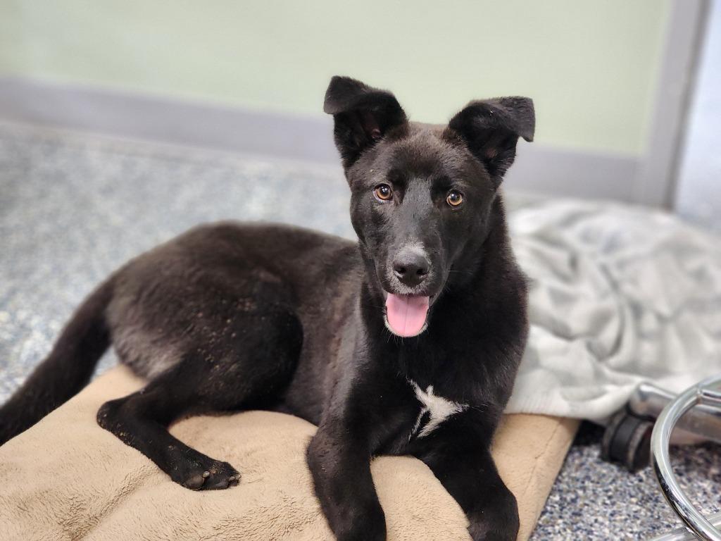 Thunder, a Adoptable mixed breed in Carthage, MO image 2/6