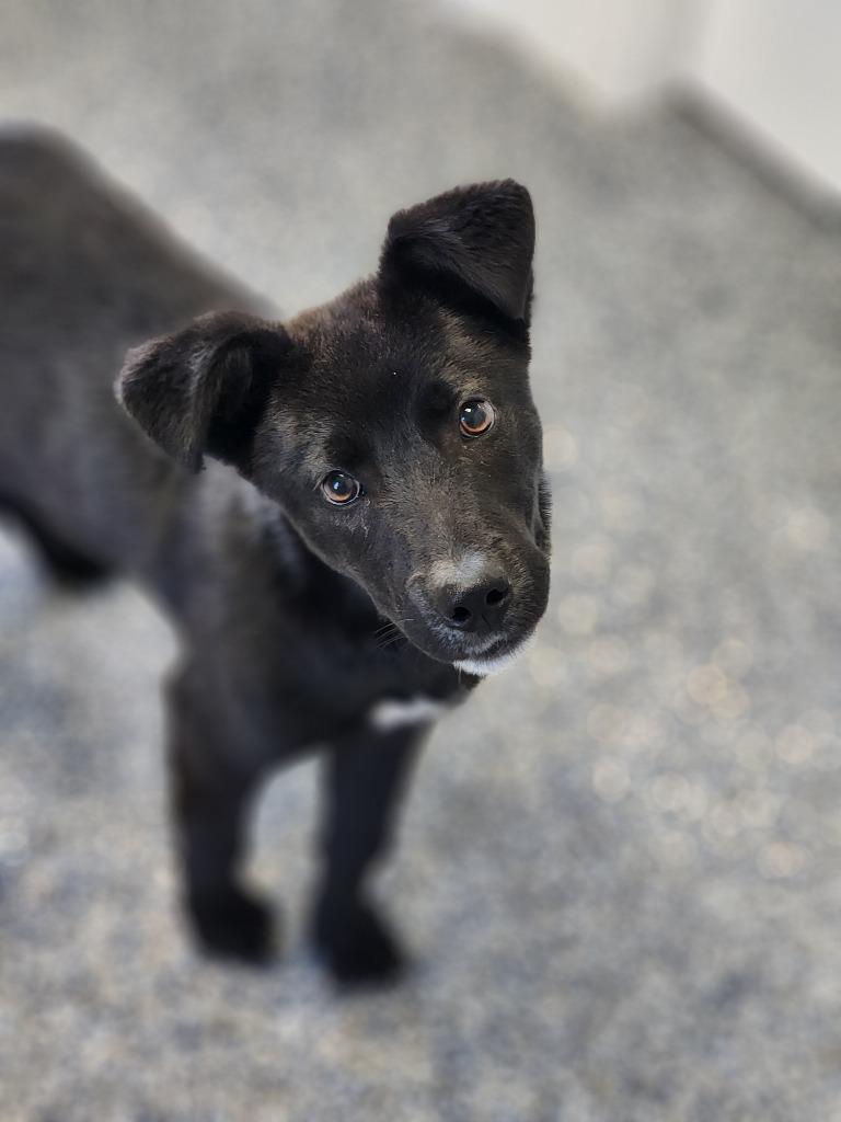 Thunder, a Adoptable mixed breed in Carthage, MO image 3/6