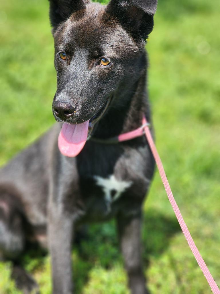 Thunder, a Adoptable mixed breed in Carthage, MO image 4/6