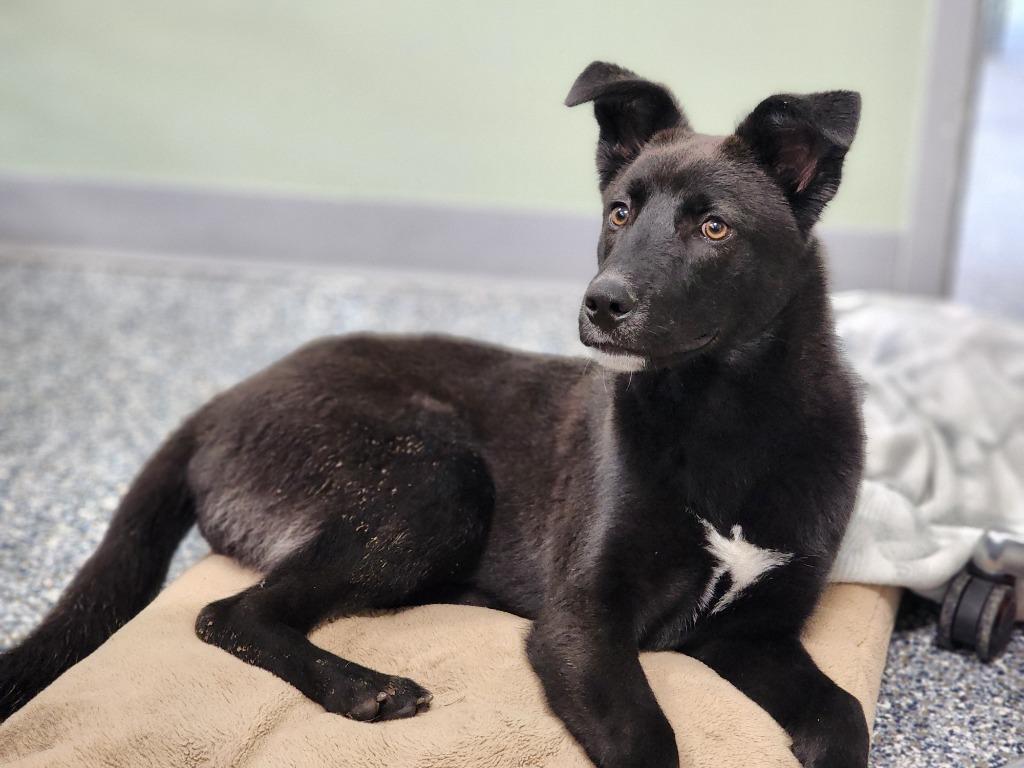 Thunder, a Adoptable mixed breed in Carthage, MO image 5/6