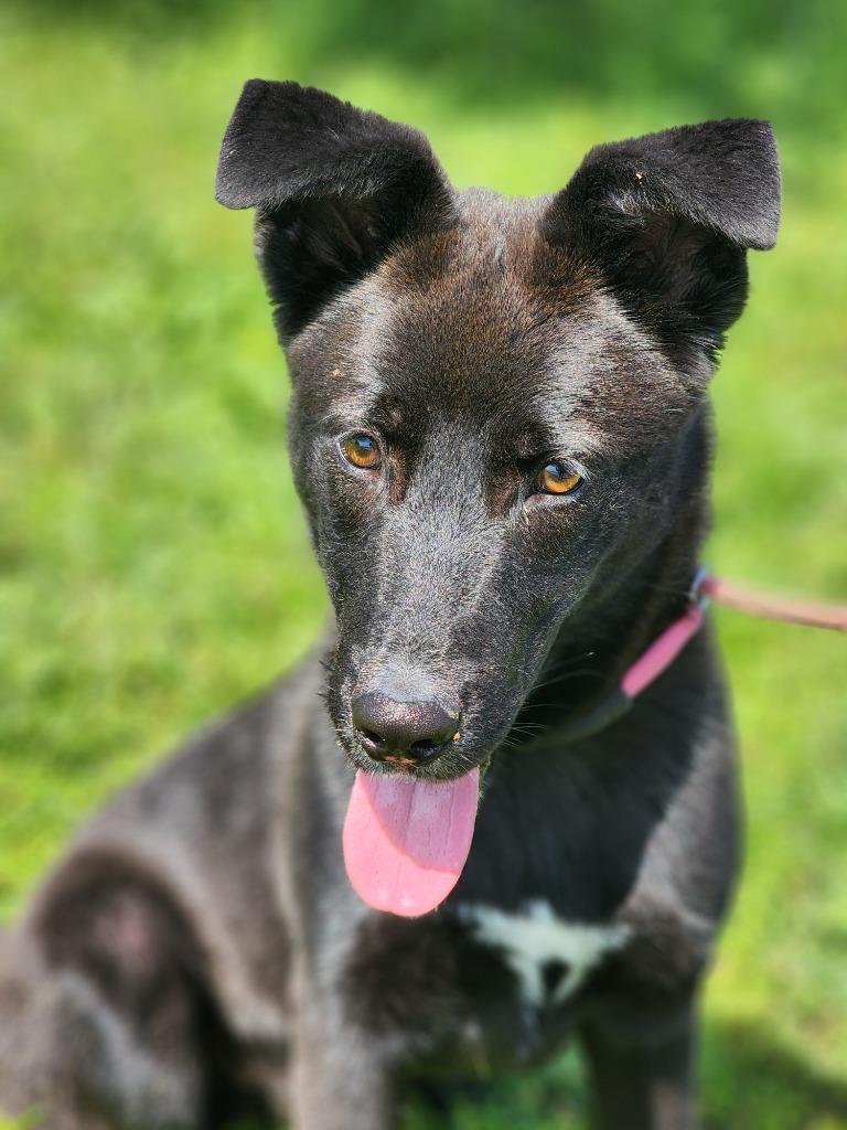 Thunder, a Adoptable mixed breed in Carthage, MO image 6/6