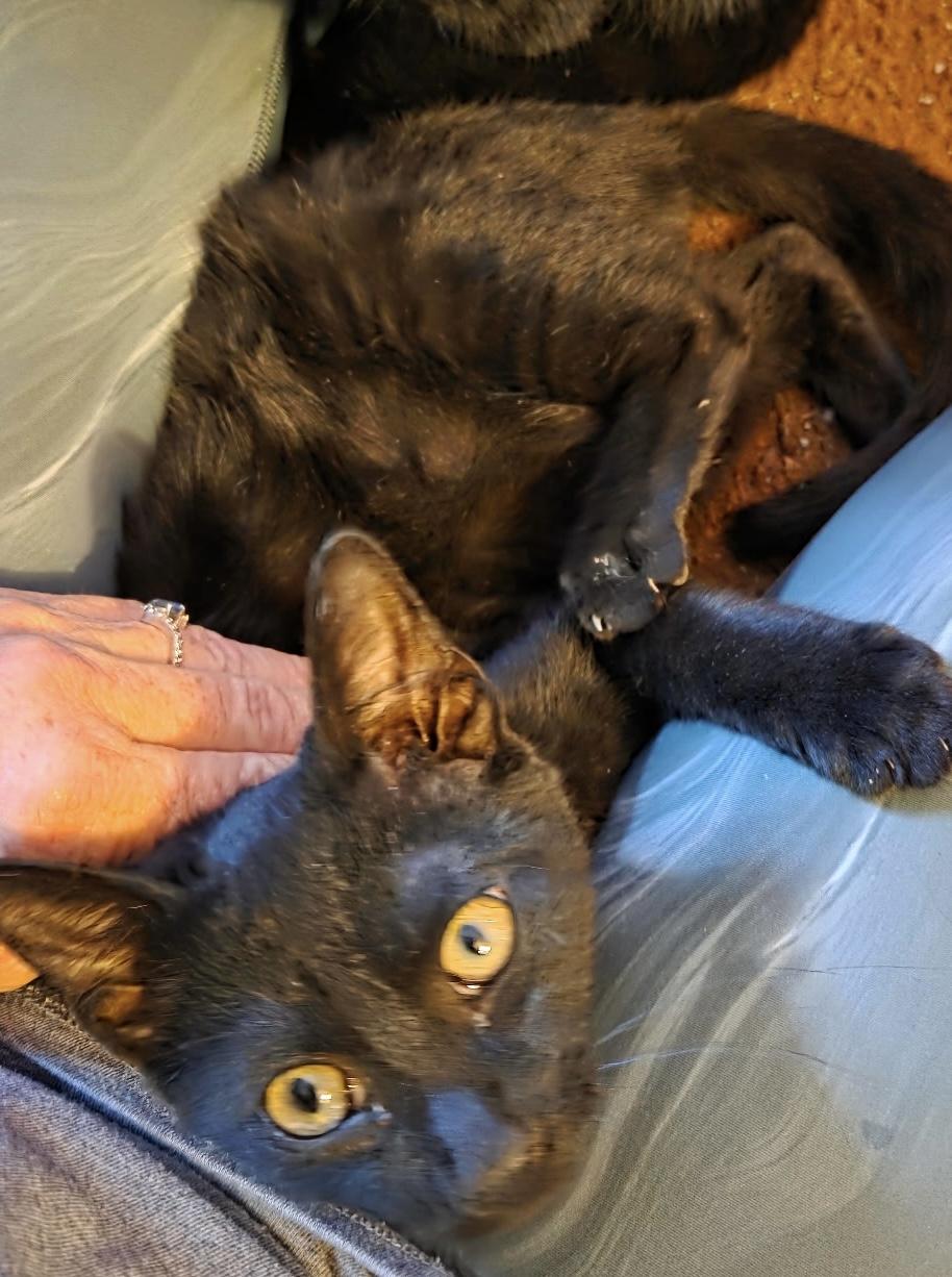 Enlarge Pepper, a Adoptable Domestic Short Hair in Moorestown, NJ image 3/3