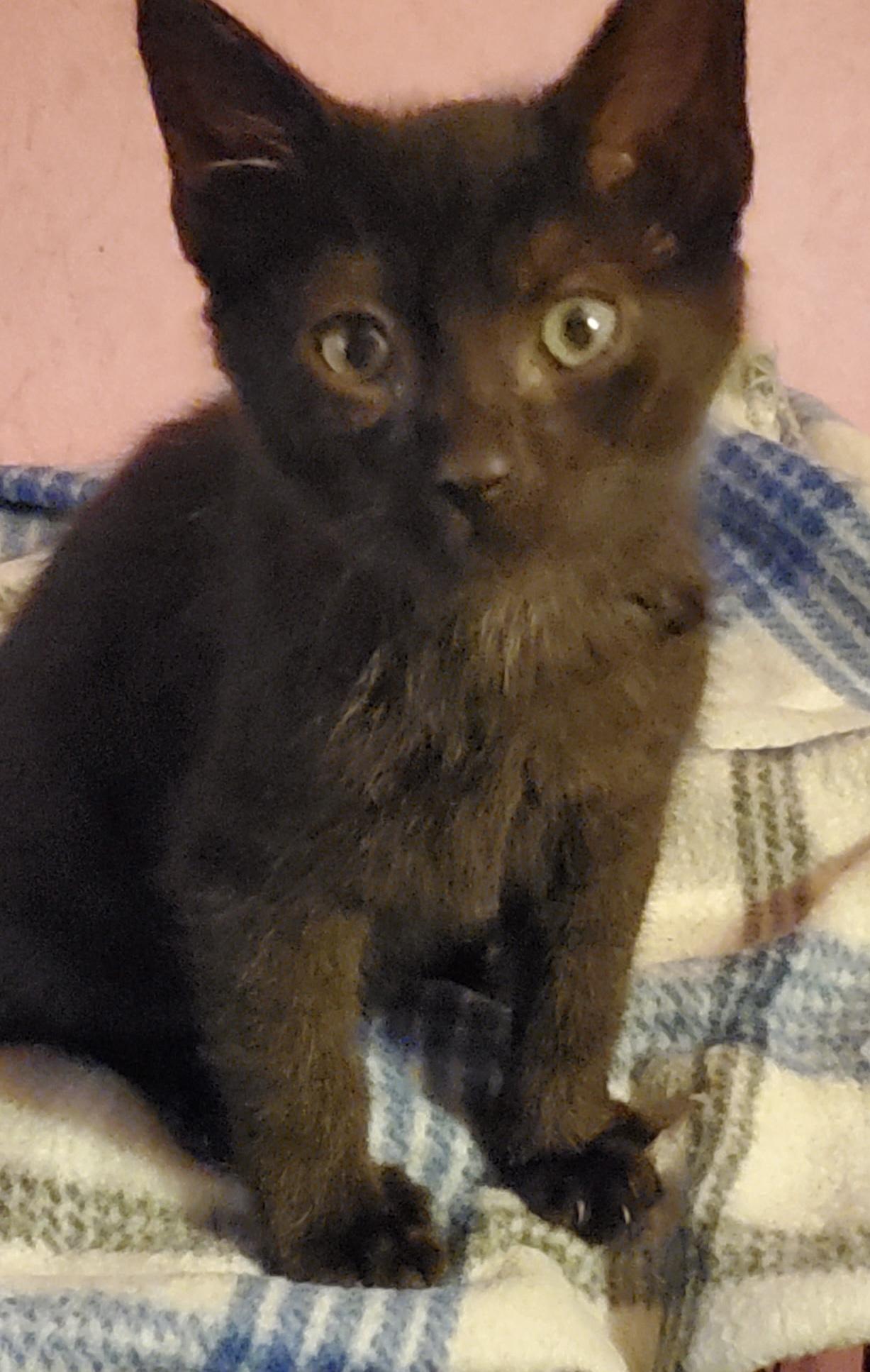 Enlarge Pepper, a Adoptable Domestic Short Hair in Moorestown, NJ image 2/3