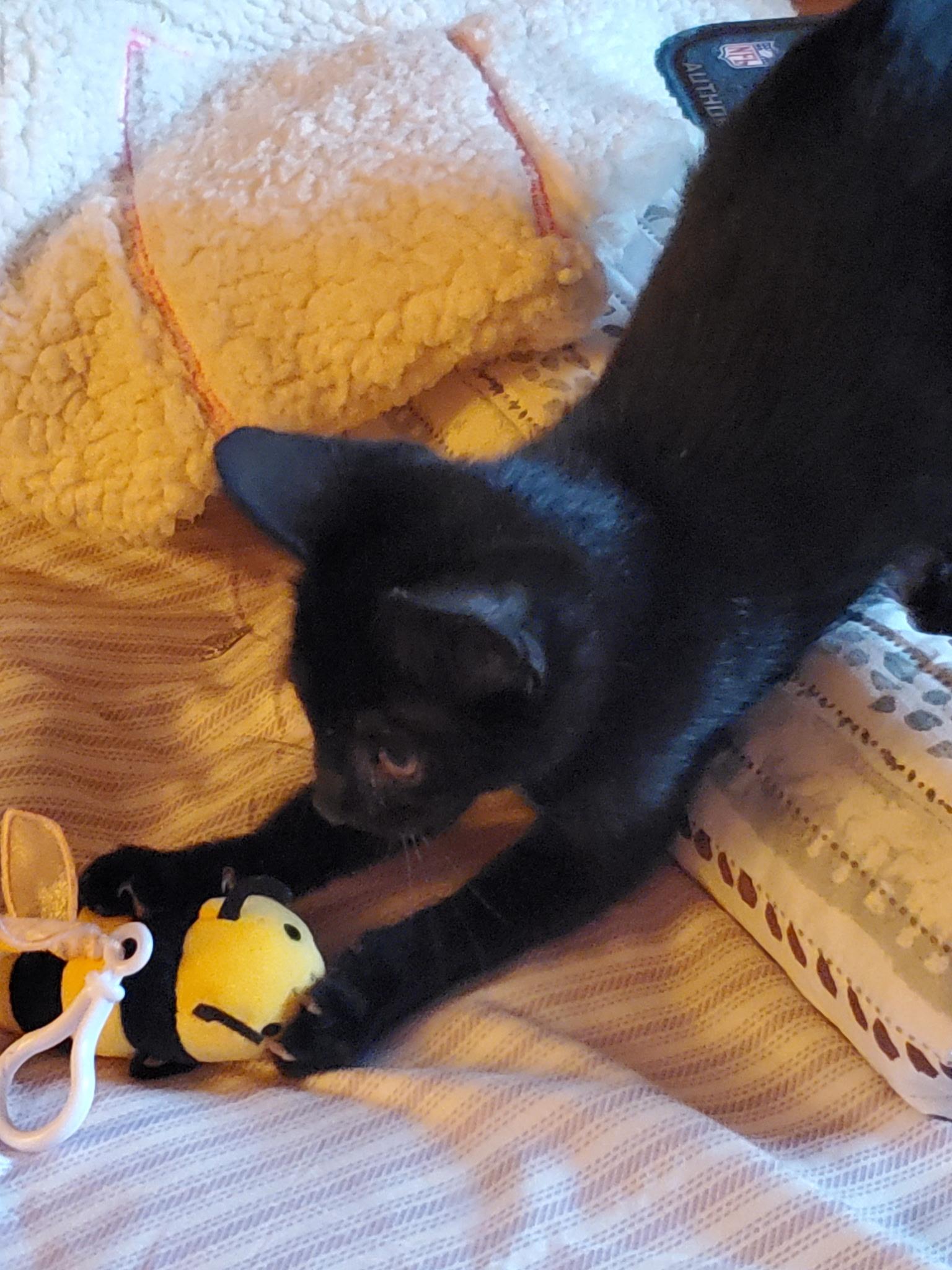 Pepper, Adoptable, Young Male Domestic Short Hair.