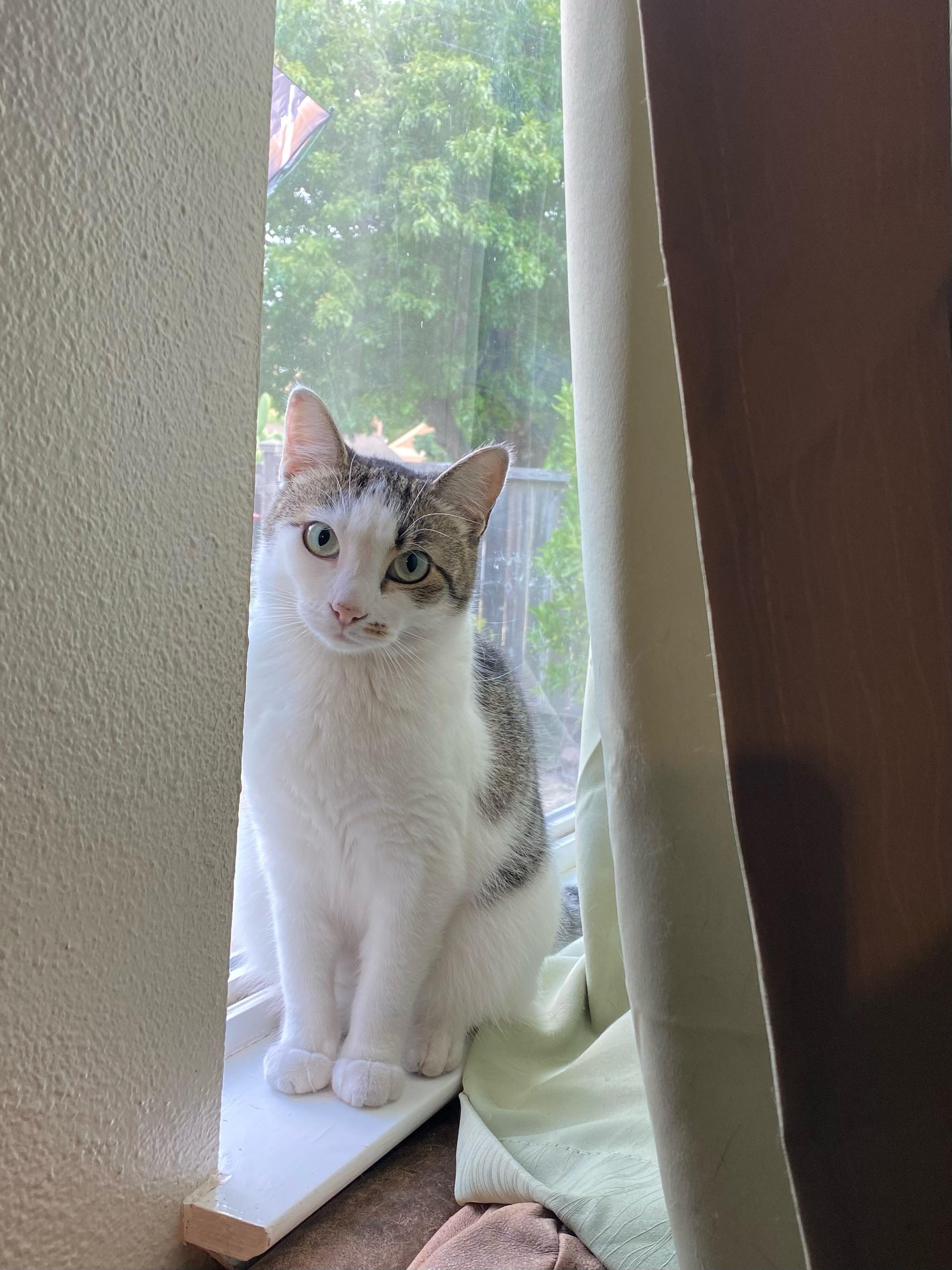 Mia, a Adoptable mixed breed in Emeryville, CA image 5/6