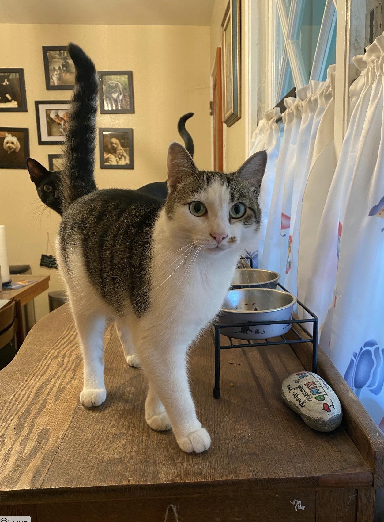 Mia, Adoptable, Young Female Domestic Short Hair.