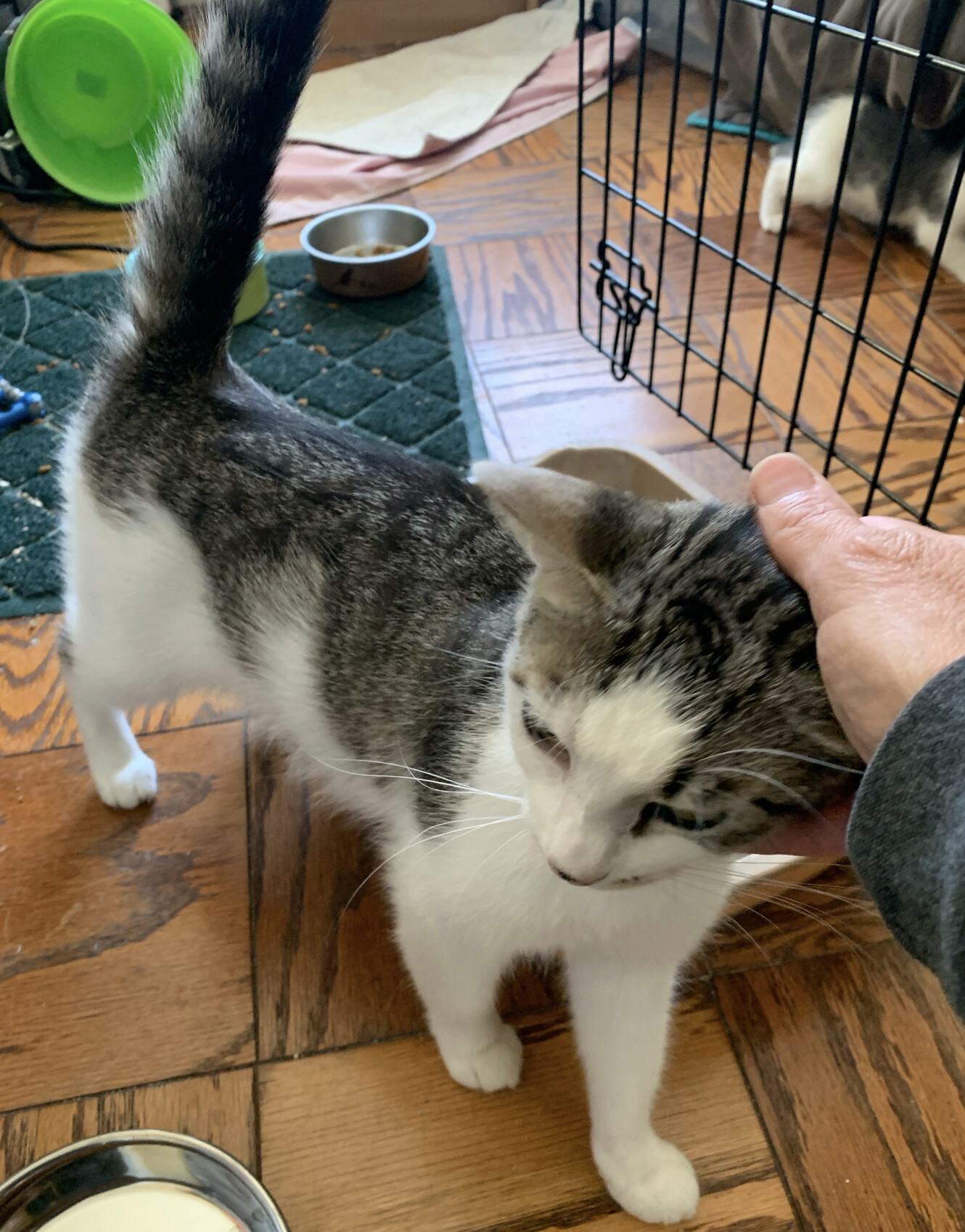 Mia, a Adoptable mixed breed in Emeryville, CA image 2/6