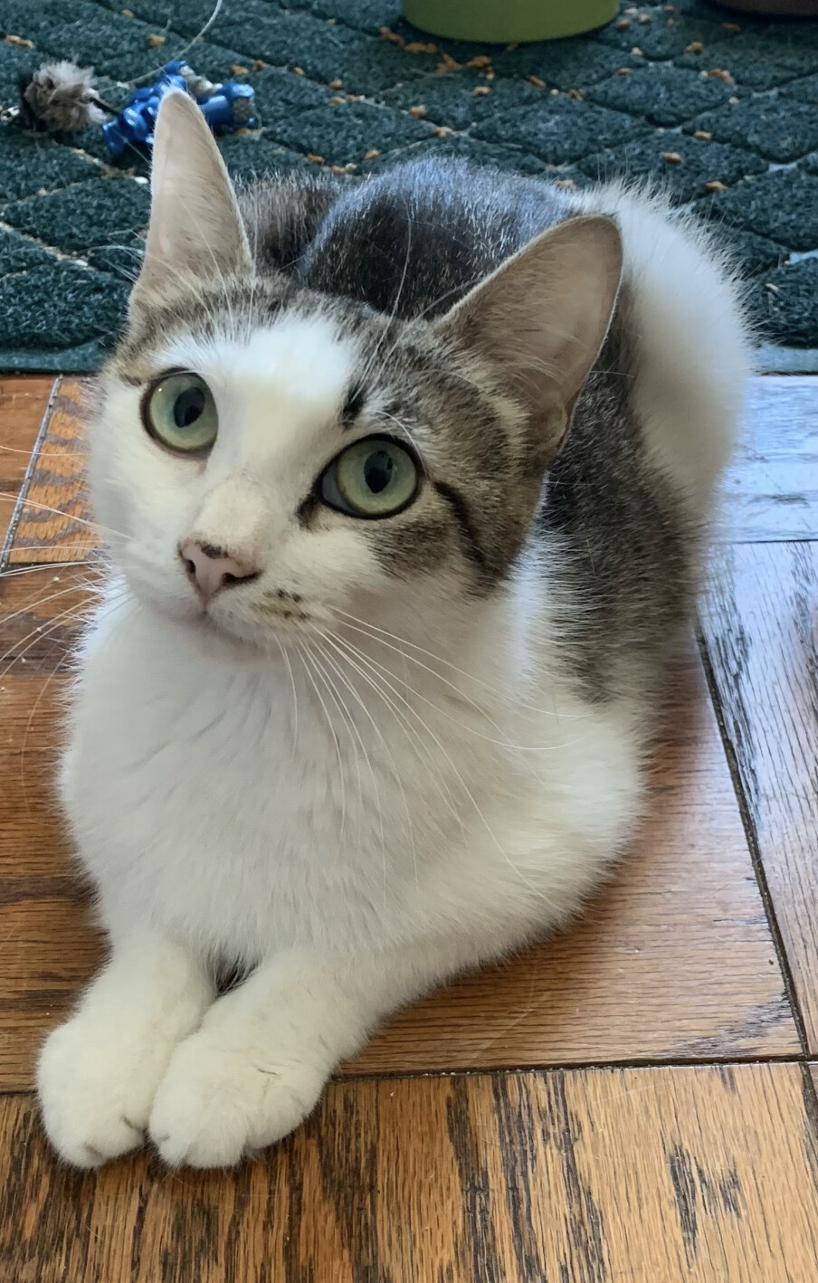 Mia, a Adoptable mixed breed in Emeryville, CA image 3/6