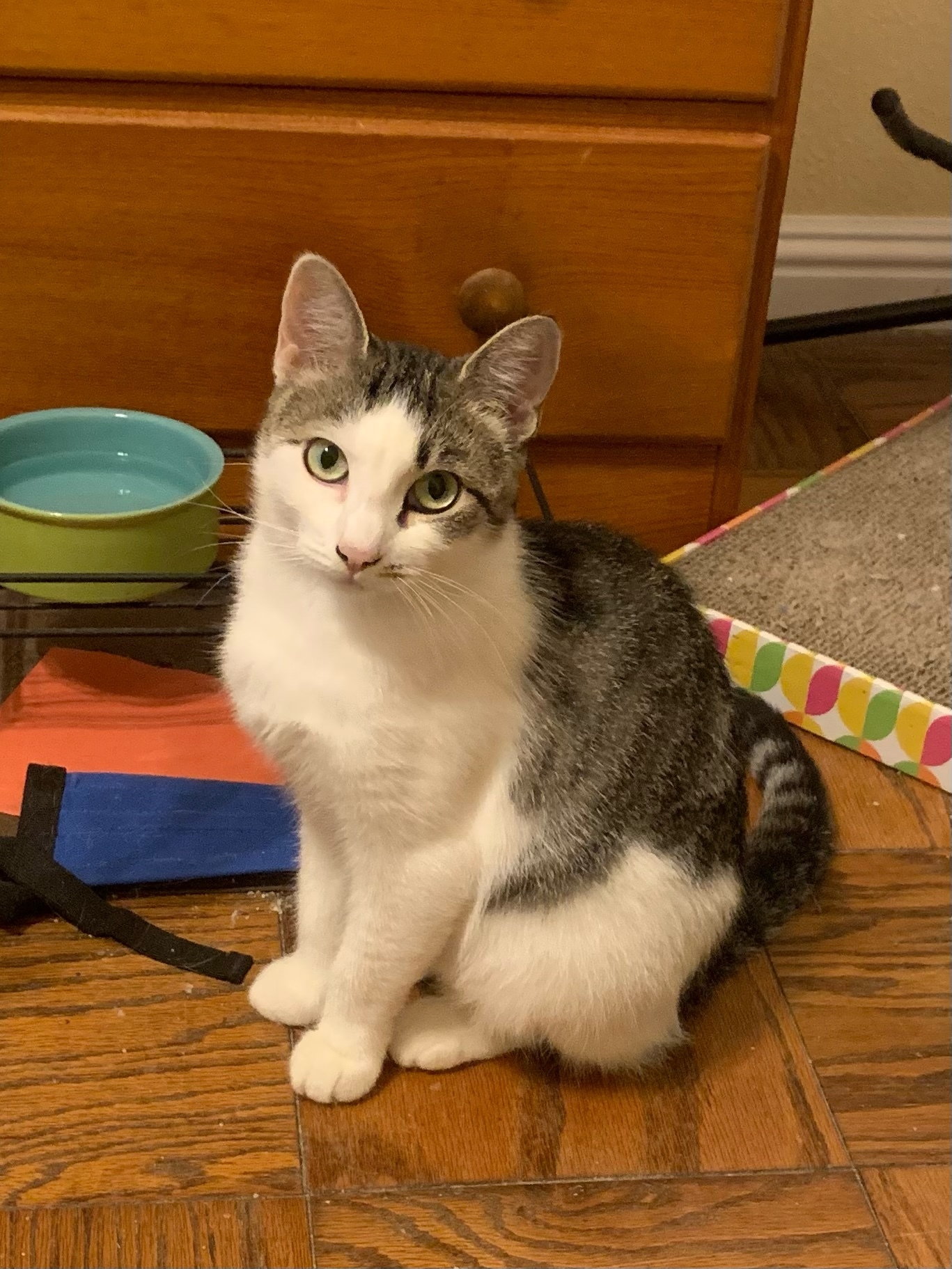 Mia, a Adoptable mixed breed in Emeryville, CA image 4/6