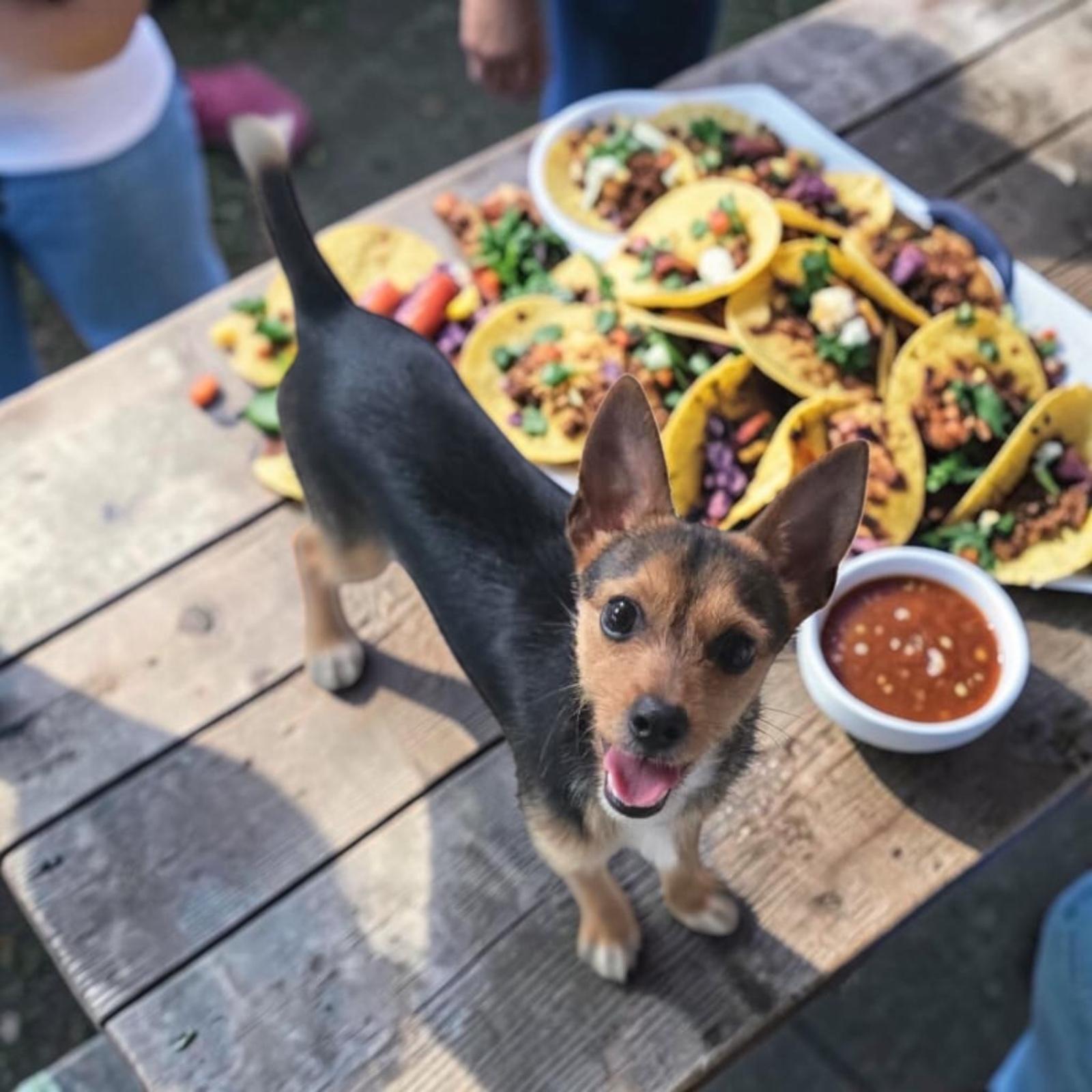 Taco, an adopted mixed breed in Homosassa Springs, FL image 4/4