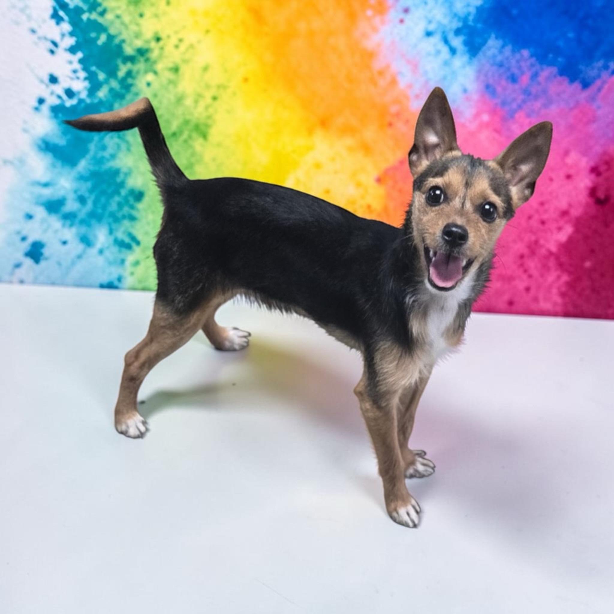 Taco, an adopted mixed breed in Homosassa Springs, FL image 1/4