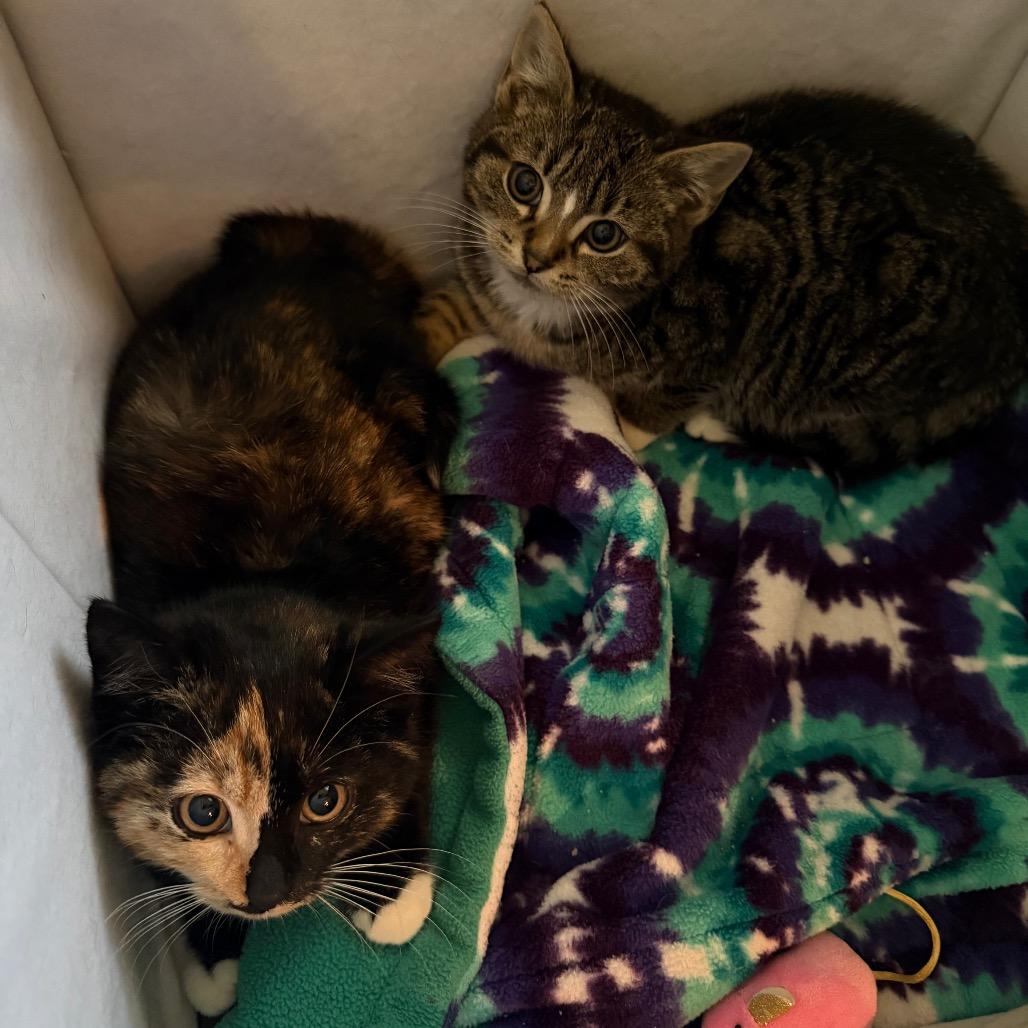 Enlarge 25-266 Chips, a Adoptable Domestic Short Hair in North Branford, CT image 1/4