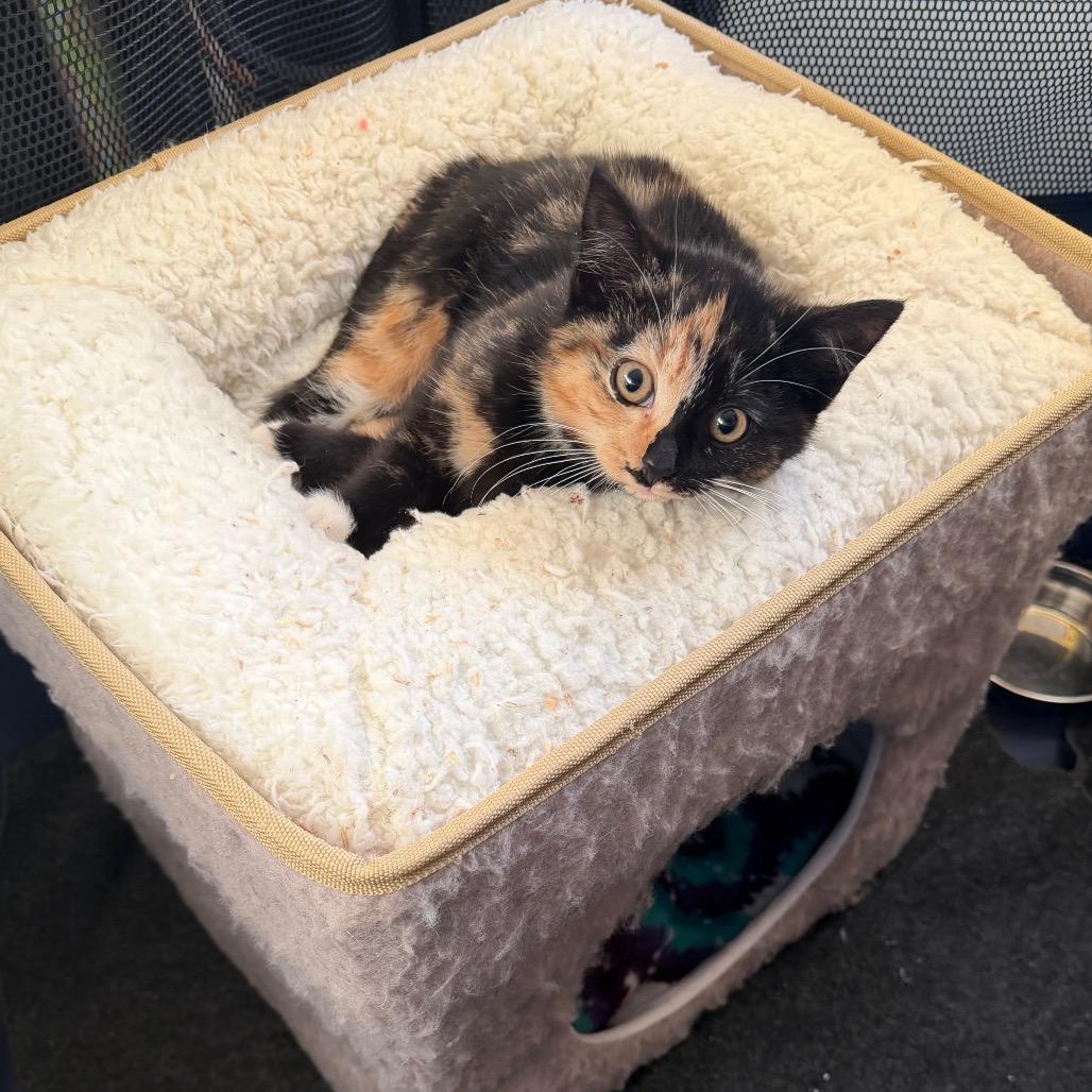 Enlarge 25-266 Chips, a Adoptable Domestic Short Hair in North Branford, CT image 2/4