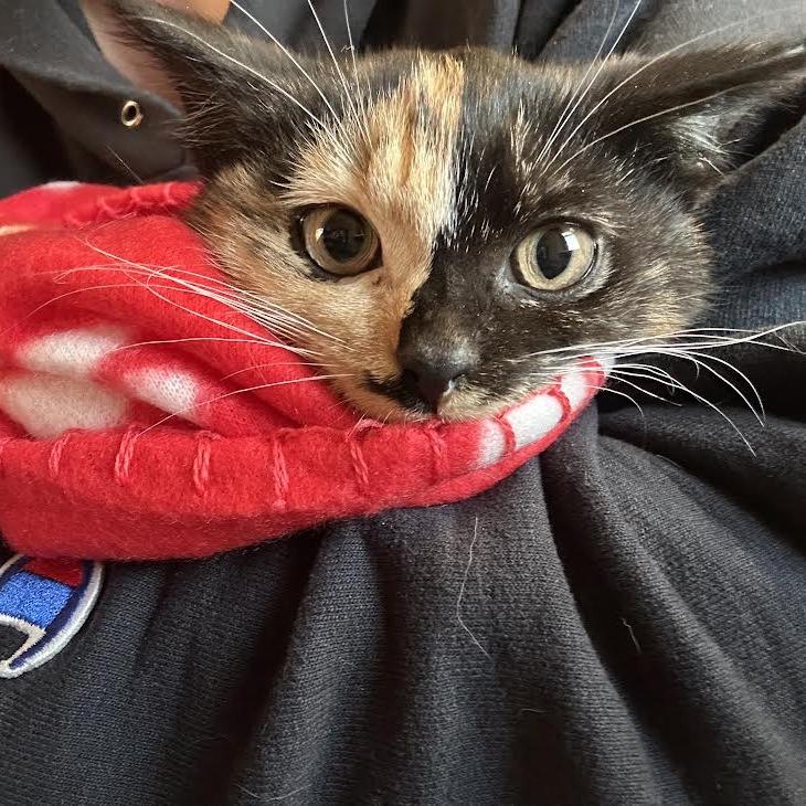 Enlarge 25-266 Chips, a Adoptable Domestic Short Hair in North Branford, CT image 3/4