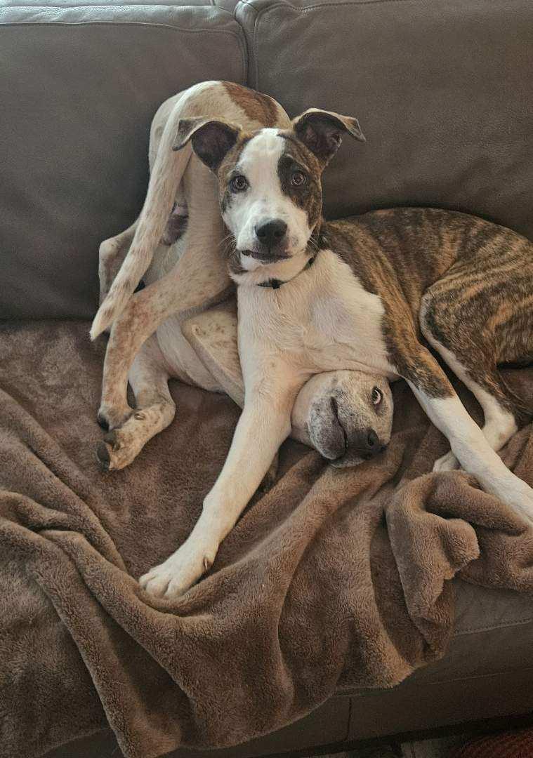 Bindi-Lou, a ADOPTABLE mixed breed in Alliance, OH image 2/4