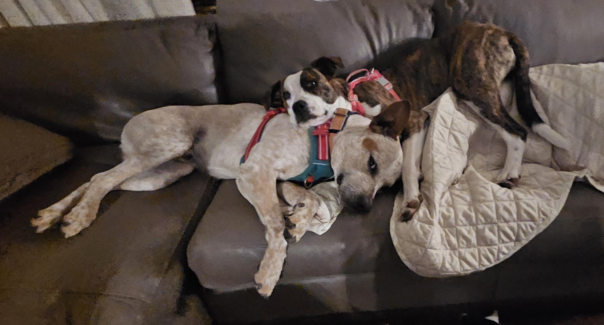 Bindi-Lou, a ADOPTABLE mixed breed in Alliance, OH image 4/4