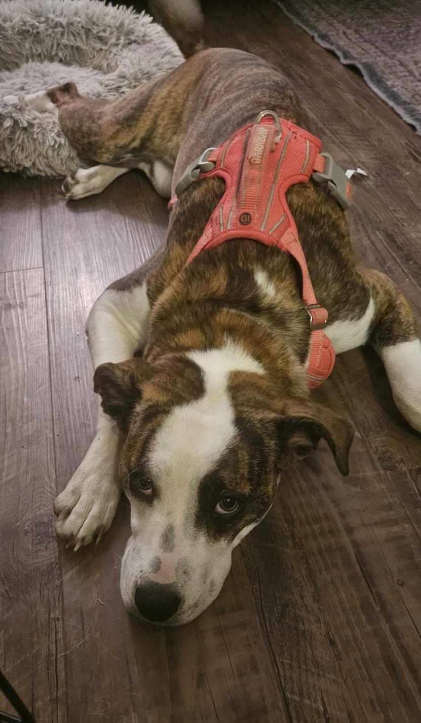 Bindi-Lou, a ADOPTABLE mixed breed in Alliance, OH image 3/4