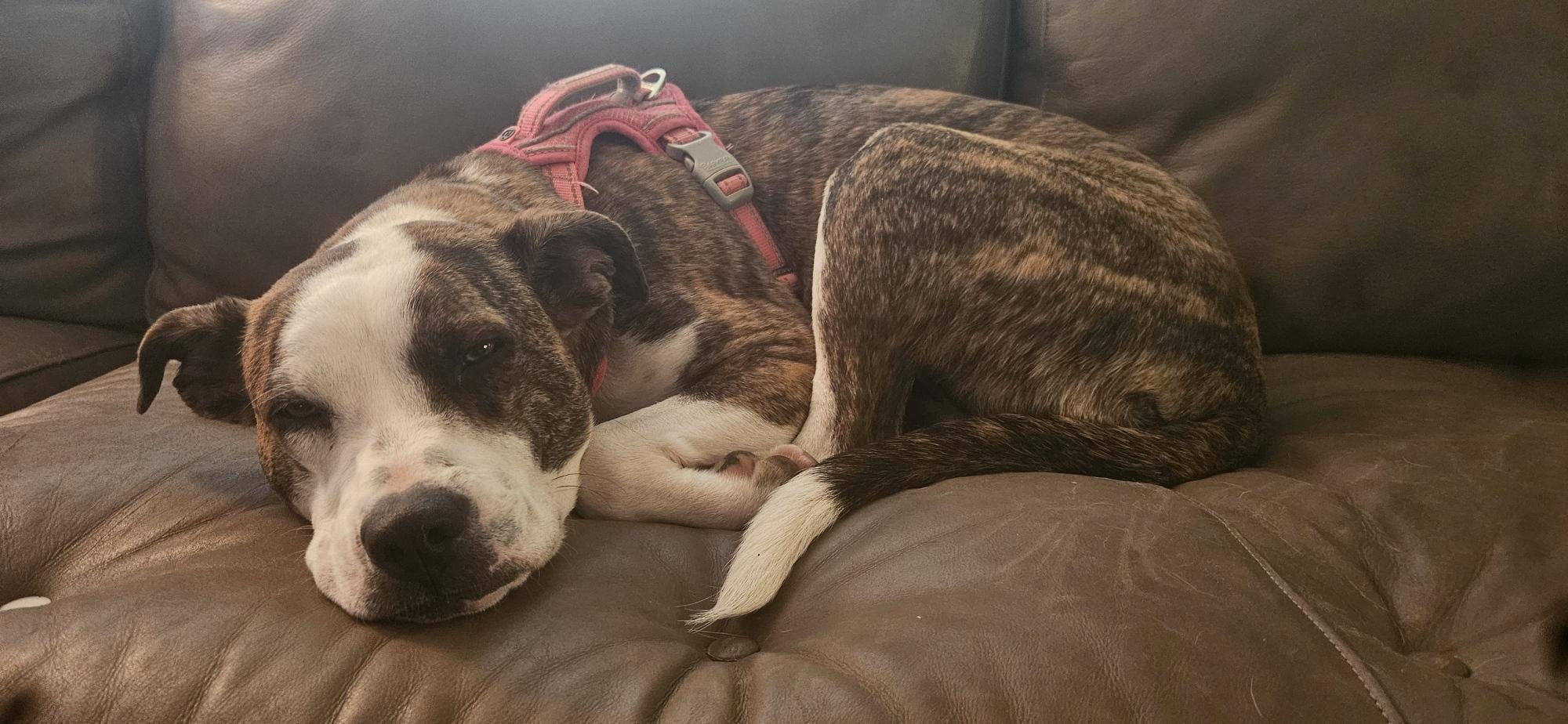 Bindi-Lou, ADOPTABLE, Young Female Australian Cattle Dog / Blue Heeler & Boxer.