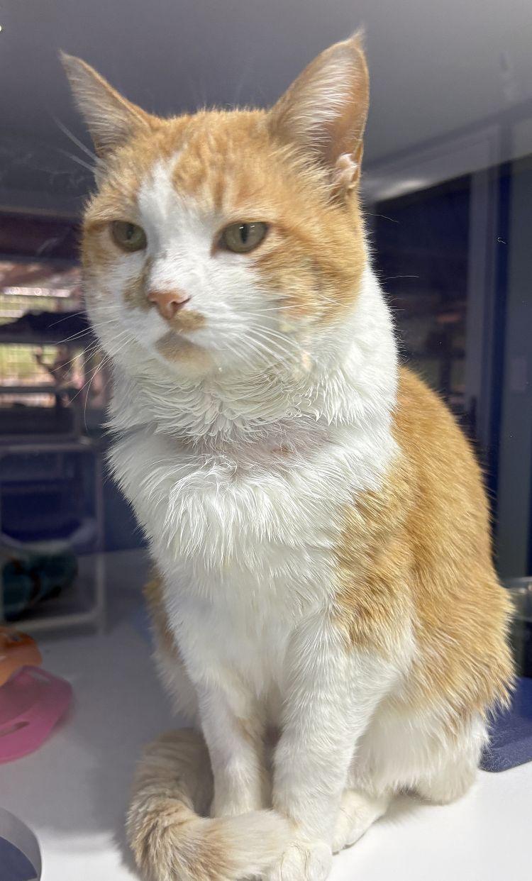 Witney, Adoptable, Senior Female Domestic Short Hair.