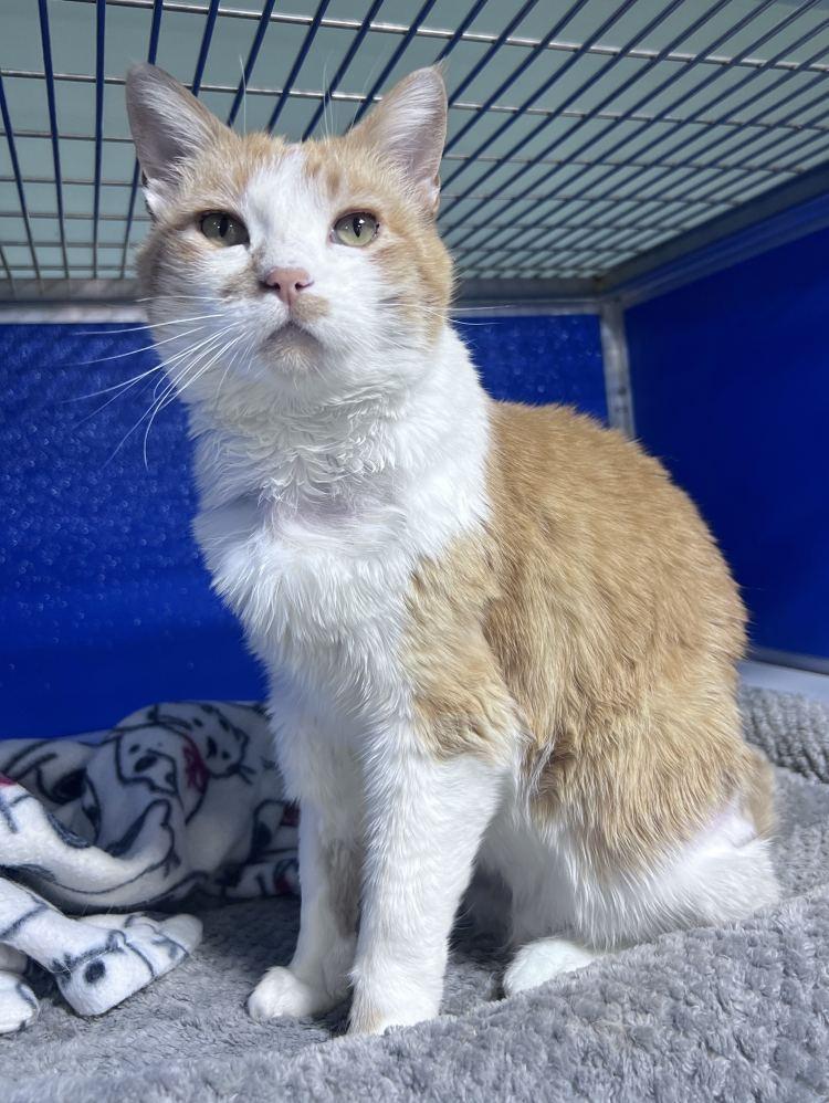 Witney, a Adoptable Domestic Short Hair in Colorado Springs, CO image 2/3