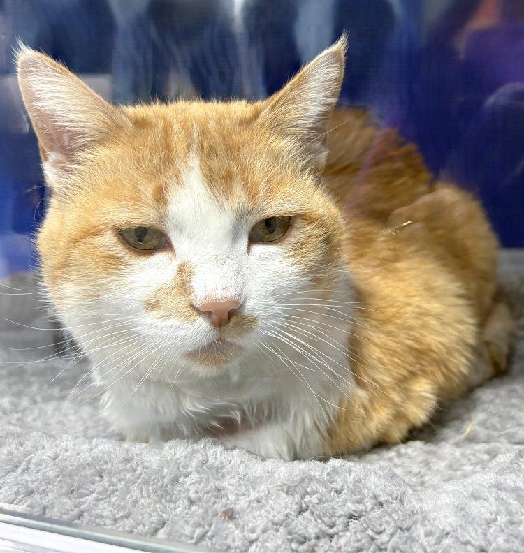 Witney, a Adoptable Domestic Short Hair in Colorado Springs, CO image 3/3