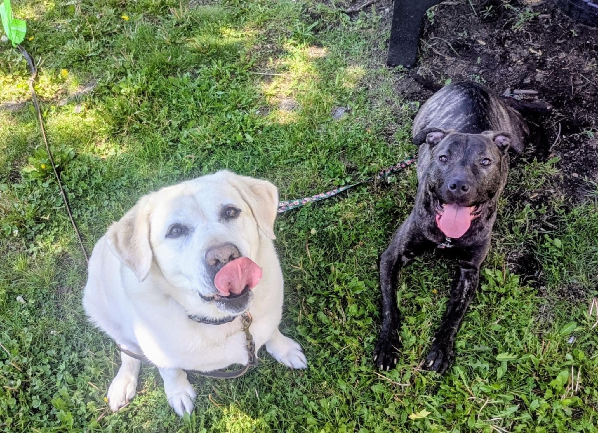 Enlarge Wendy, a Adoptable Mixed Breed in Ferndale, MI image 3/6