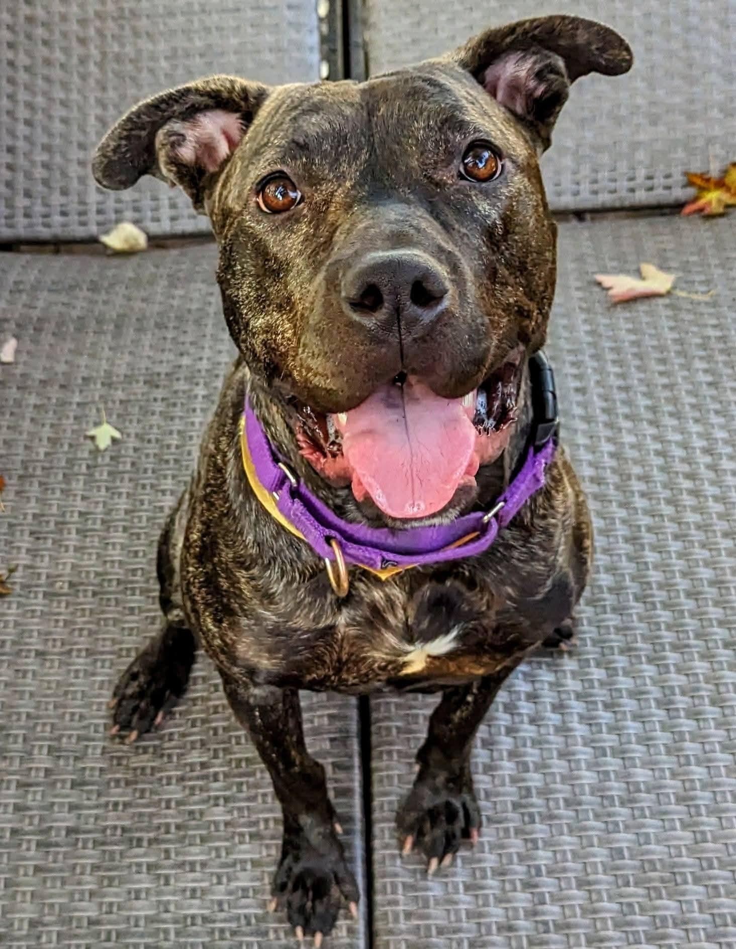 Enlarge Wendy, a Adoptable Mixed Breed in Ferndale, MI image 4/6