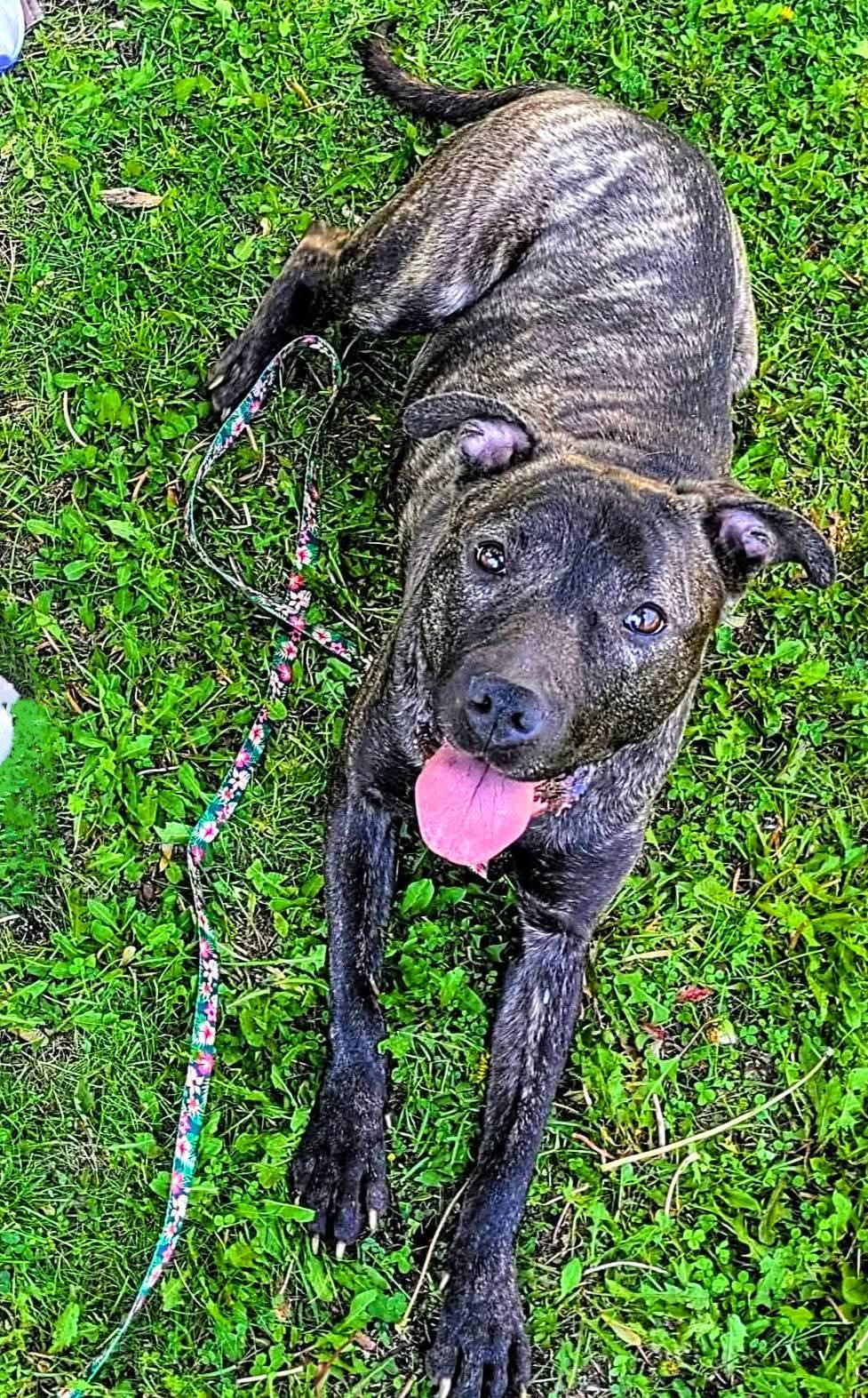 Enlarge Wendy, a Adoptable Mixed Breed in Ferndale, MI image 5/6