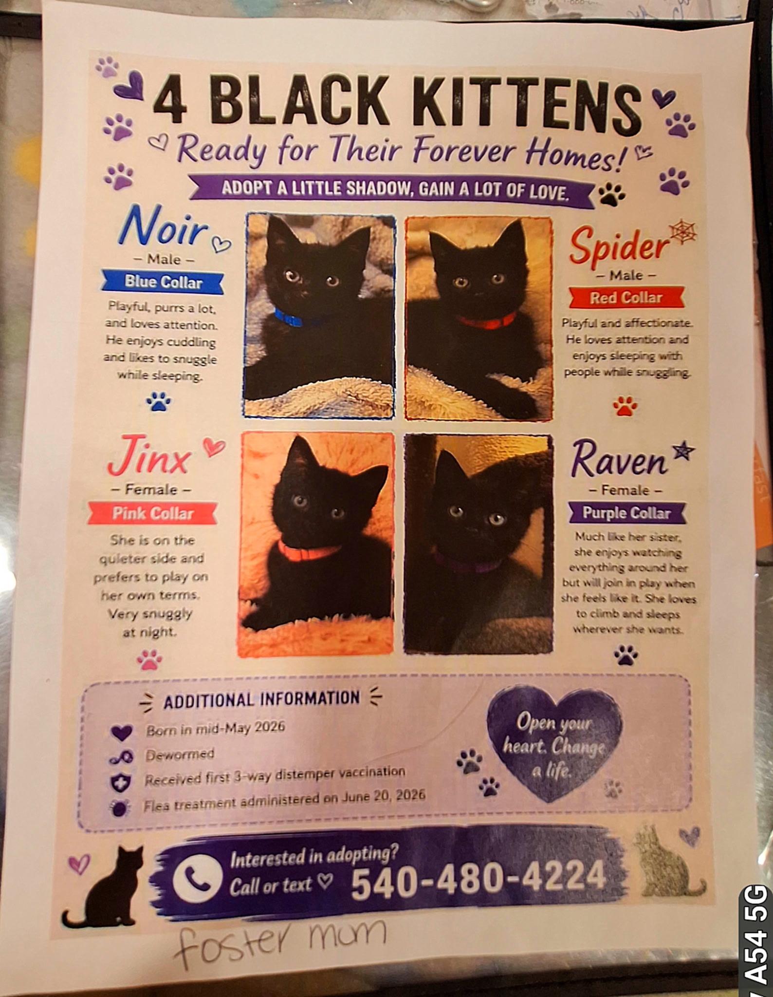 rebecca williams kitty poster, ADOPTABLE, Kitten Male Bombay.