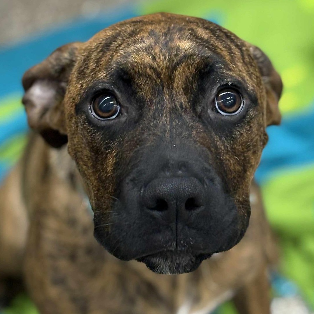 Tyson, Young Male Boxer