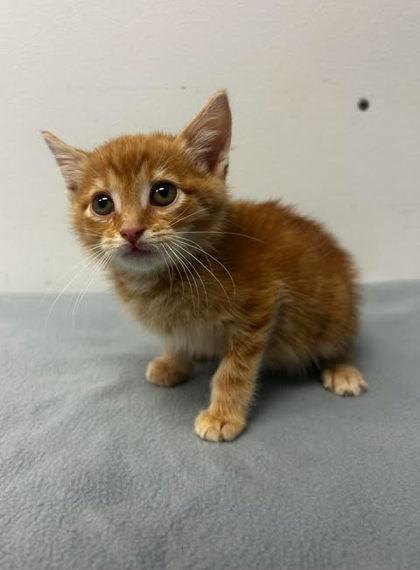 Pitbull, Adoptable, Adult Male Domestic Short Hair & Domestic Short Hair.