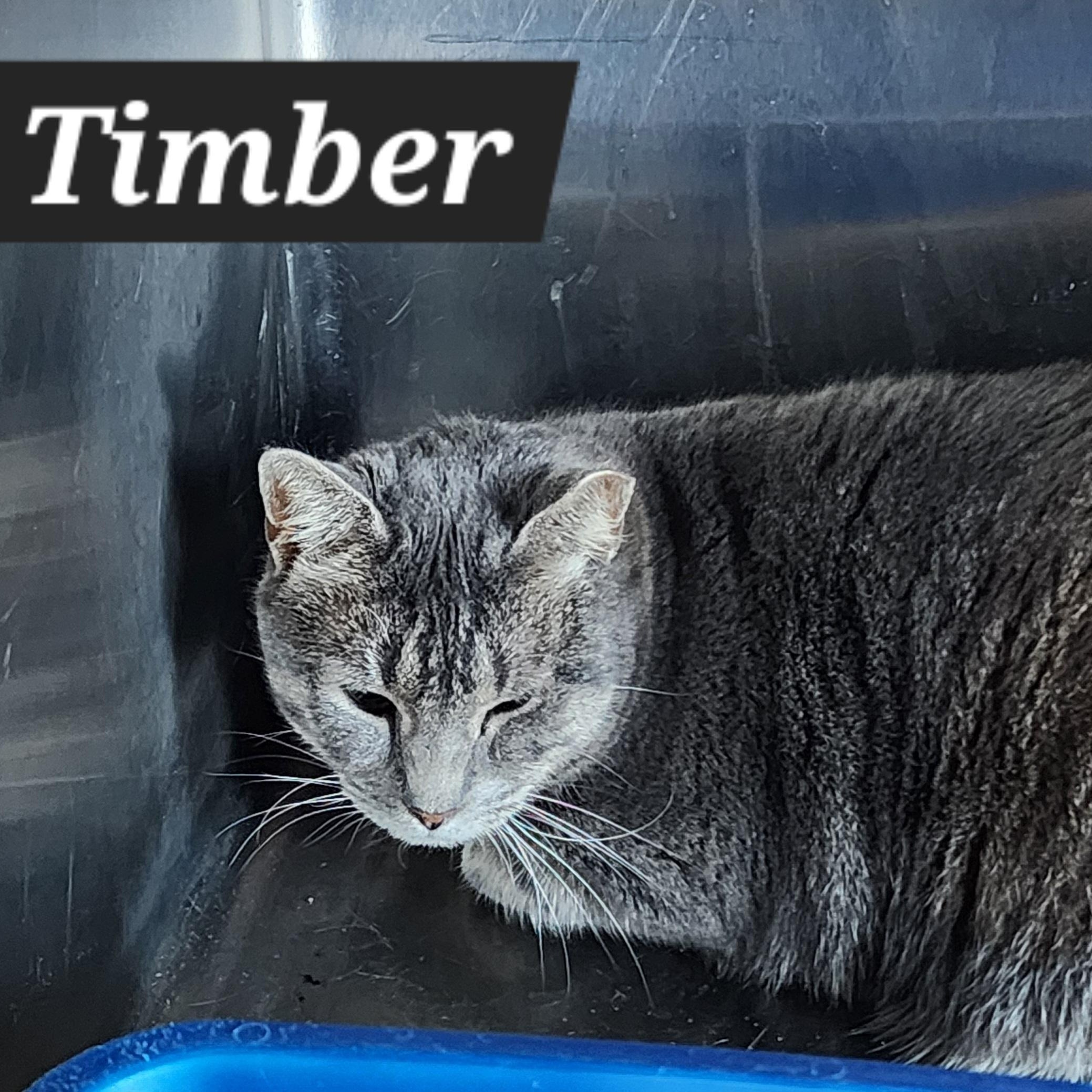 Timber, Adoptable, Adult Female Domestic Short Hair.