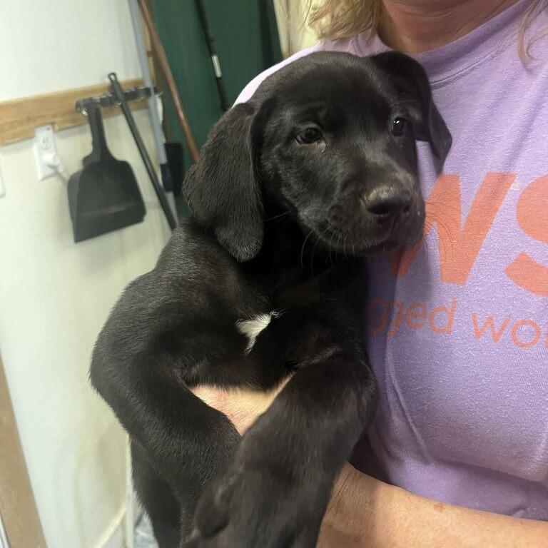 Enlarge Athena, a Adoptable mixed breed in Driggs, ID image 2/3