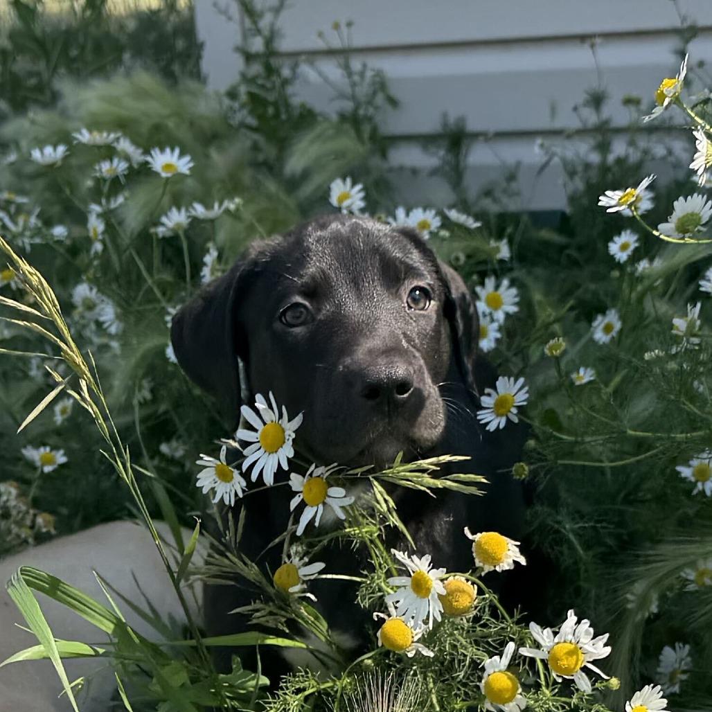 Enlarge Athena, a Adoptable mixed breed in Driggs, ID image 3/3