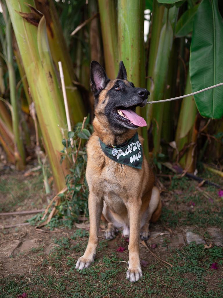 Enlarge Chepo, a ADOPTABLE mixed breed in Los Angeles, CA image 2/6
