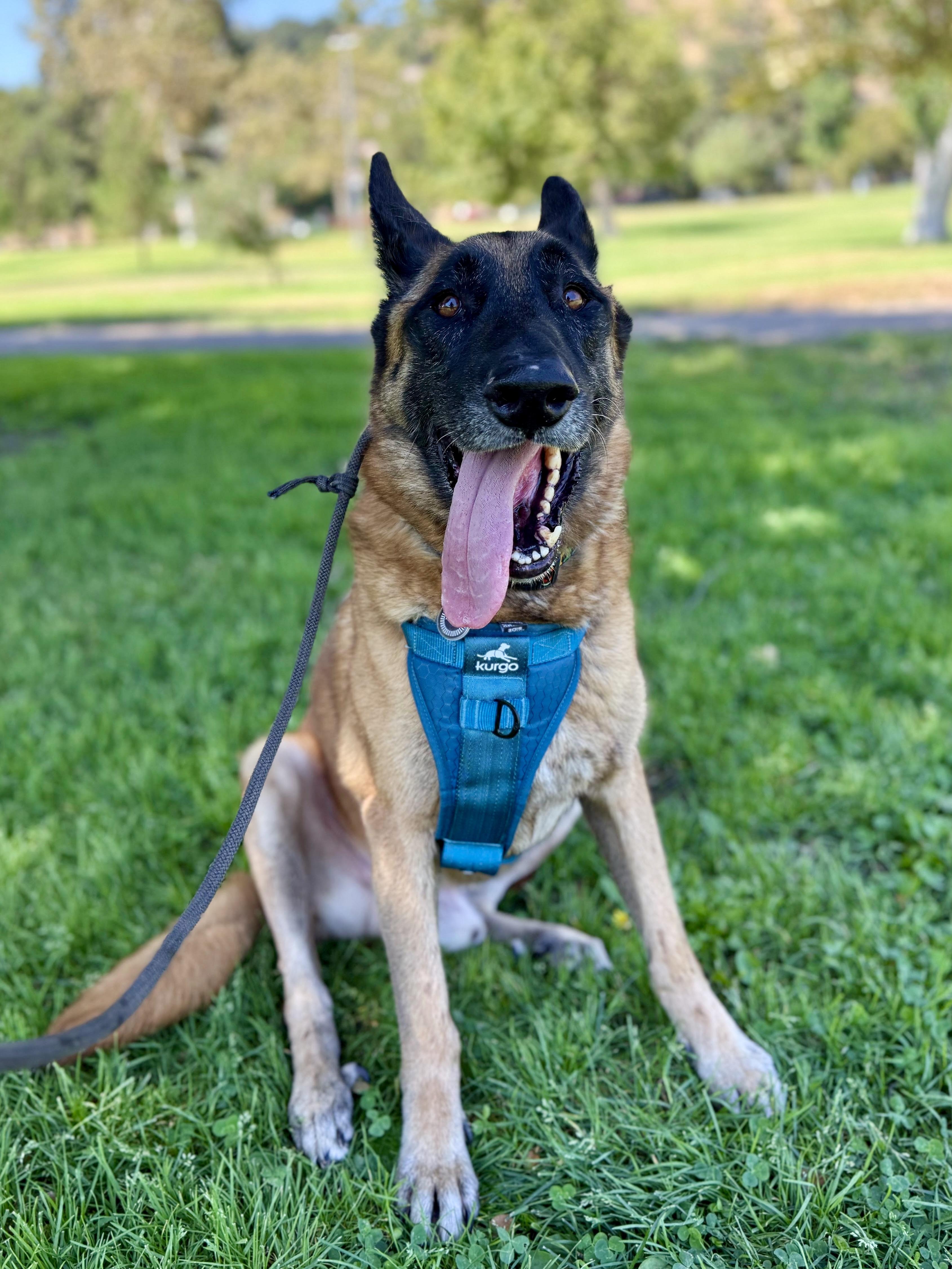 Enlarge Chepo, a ADOPTABLE mixed breed in Los Angeles, CA image 1/6