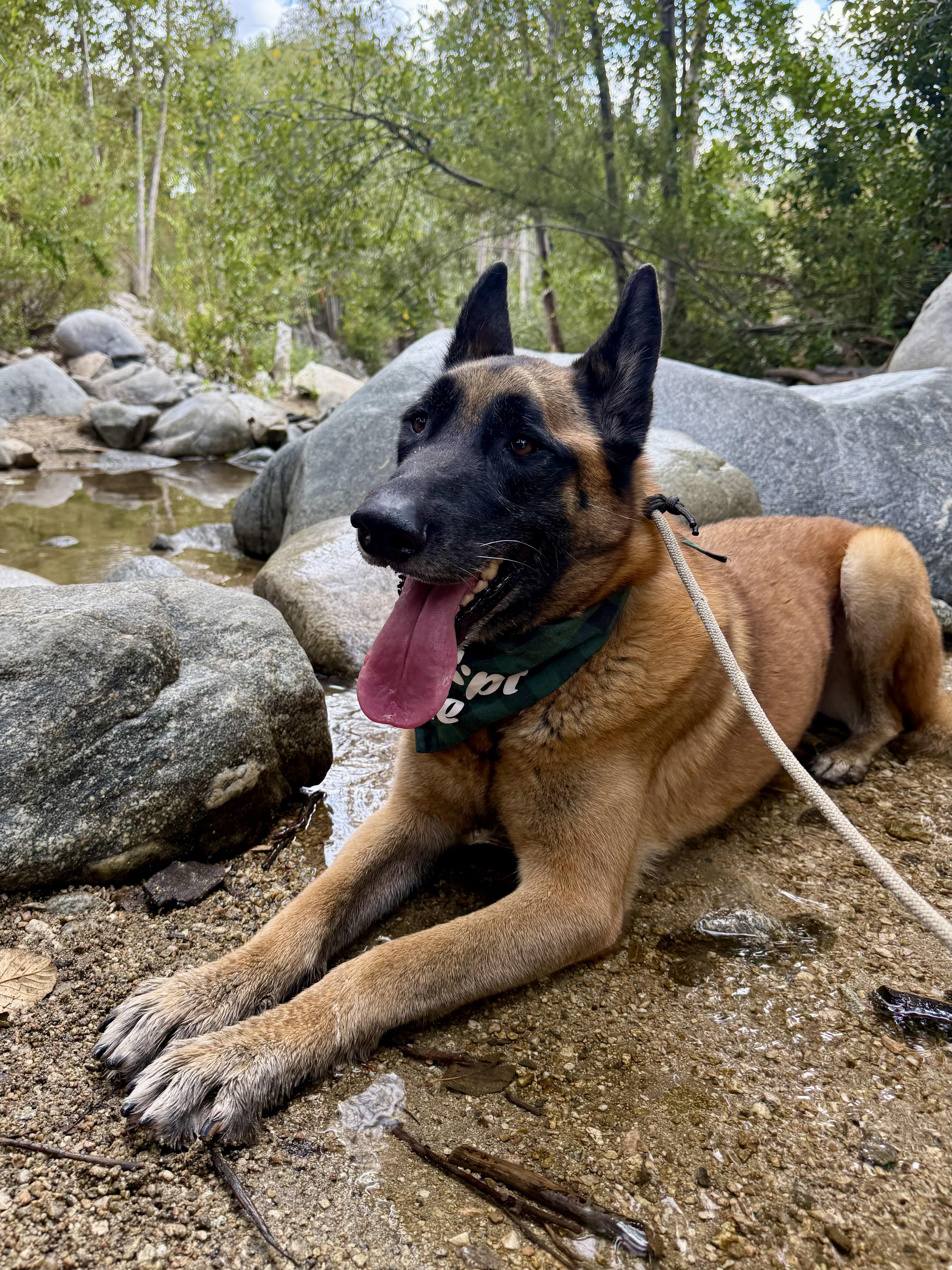 Enlarge Chepo, a ADOPTABLE mixed breed in Los Angeles, CA image 5/6