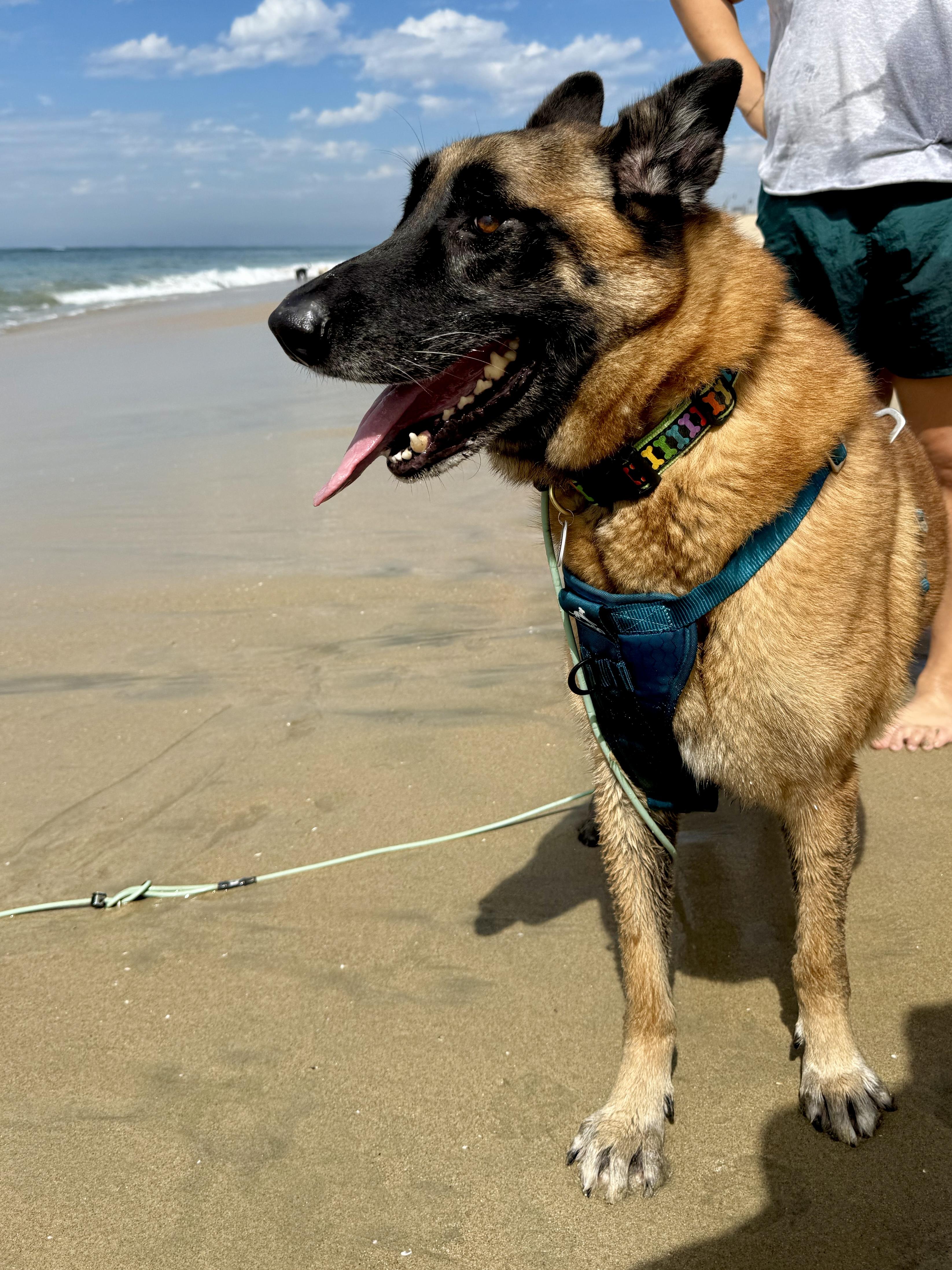 Enlarge Chepo, a ADOPTABLE mixed breed in Los Angeles, CA image 4/6