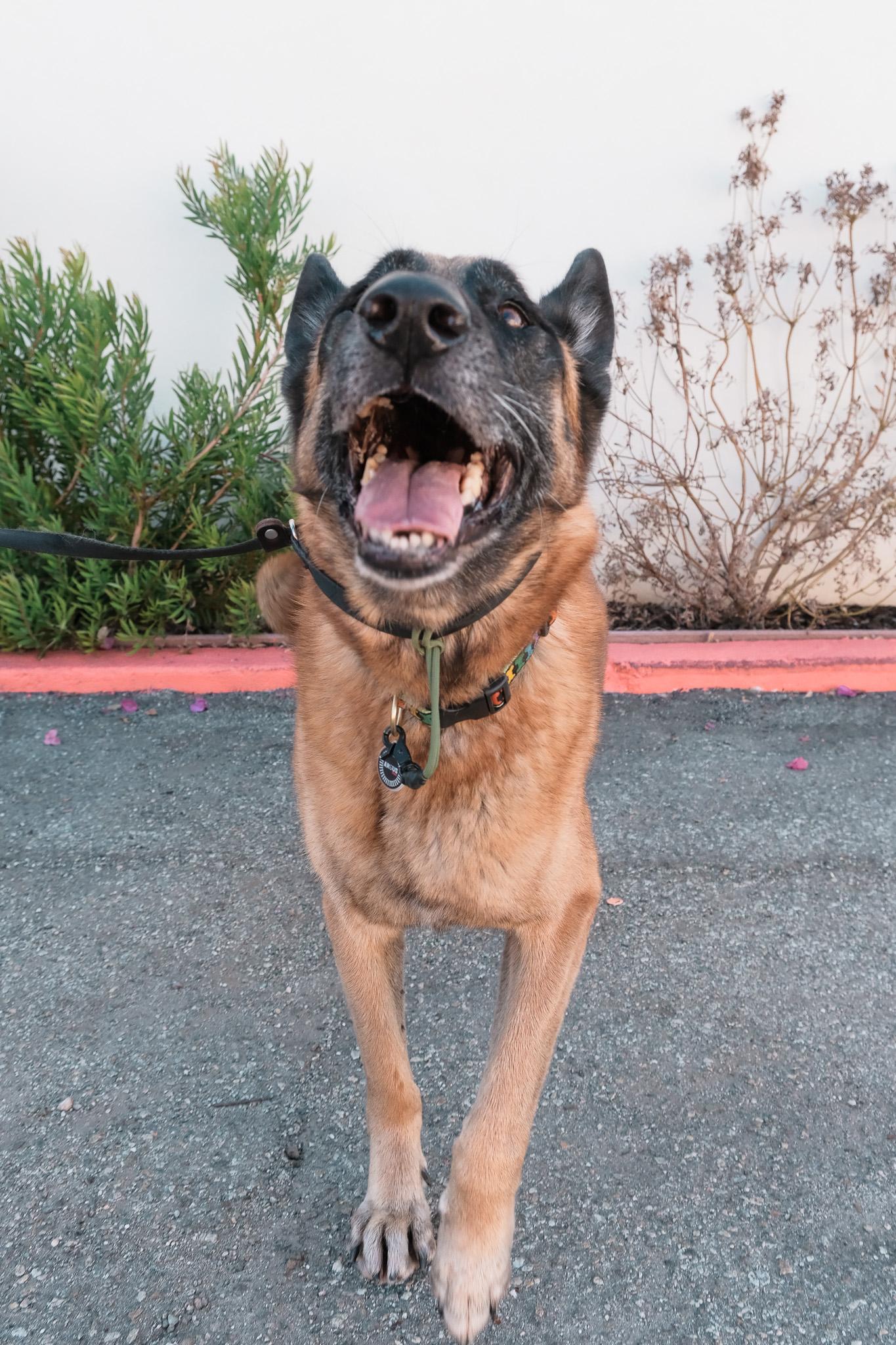 Enlarge Chepo, a ADOPTABLE mixed breed in Los Angeles, CA image 3/6