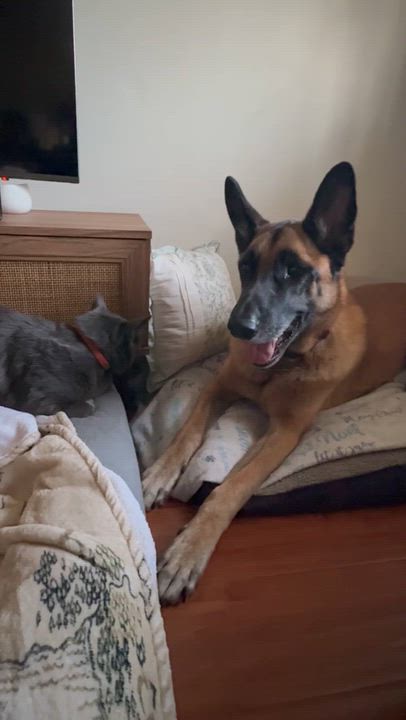 Enlarge Chepo, a ADOPTABLE mixed breed in Los Angeles, CA video 6/6