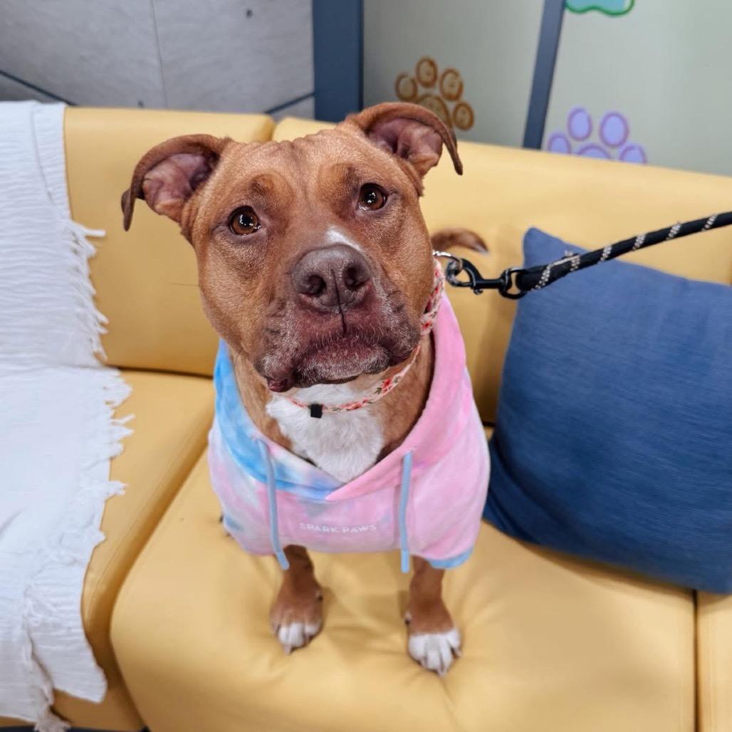 Stella, Adoptable, Adult Female Pit Bull Terrier.