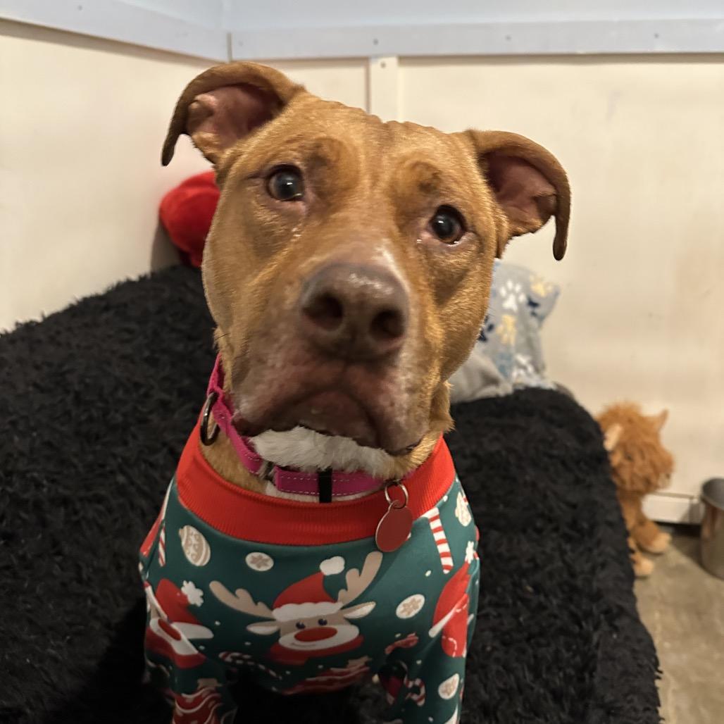 Stella, a Adoptable Pit Bull Terrier in Shawnee, KS image 1/6