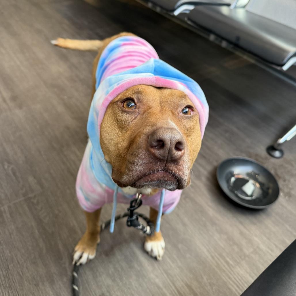 Enlarge Stella, a Adoptable Pit Bull Terrier in Shawnee, KS image 2/6