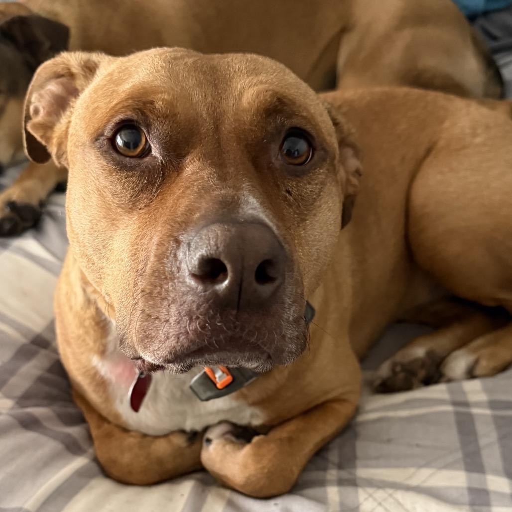 Enlarge Stella, a Adoptable Pit Bull Terrier in Shawnee, KS image 2/6