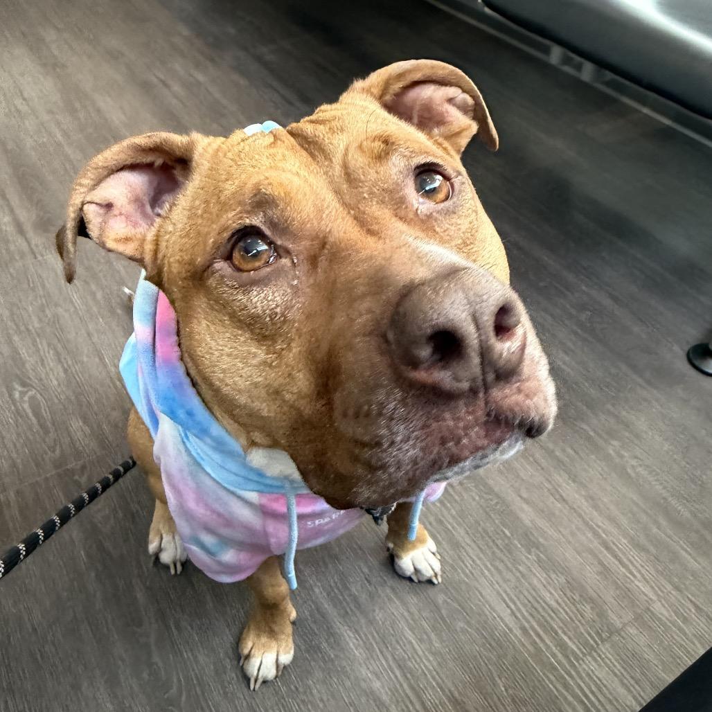 Enlarge Stella, a Adoptable Pit Bull Terrier in Shawnee, KS image 3/6