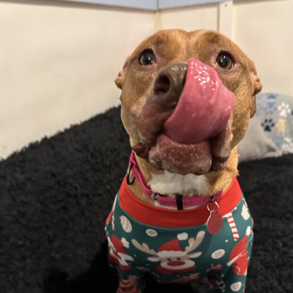 Stella, a Adoptable Pit Bull Terrier in Shawnee, KS image 3/6