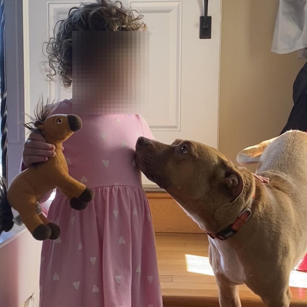 Stella, a Adoptable Pit Bull Terrier in Shawnee, KS image 4/6